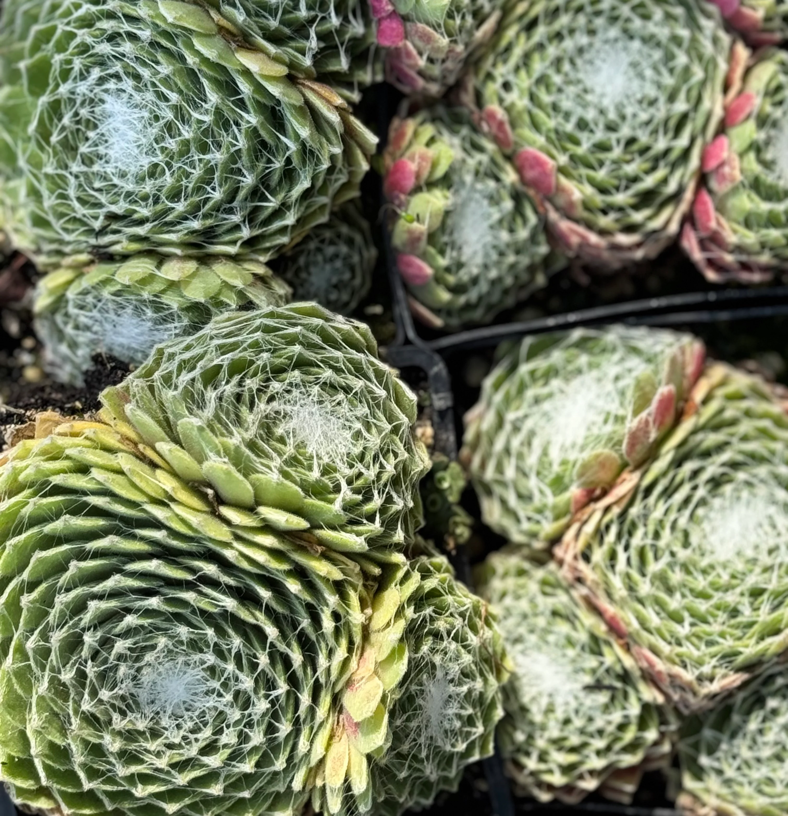 *RETAIL - Sempervivum 'Grapetone'