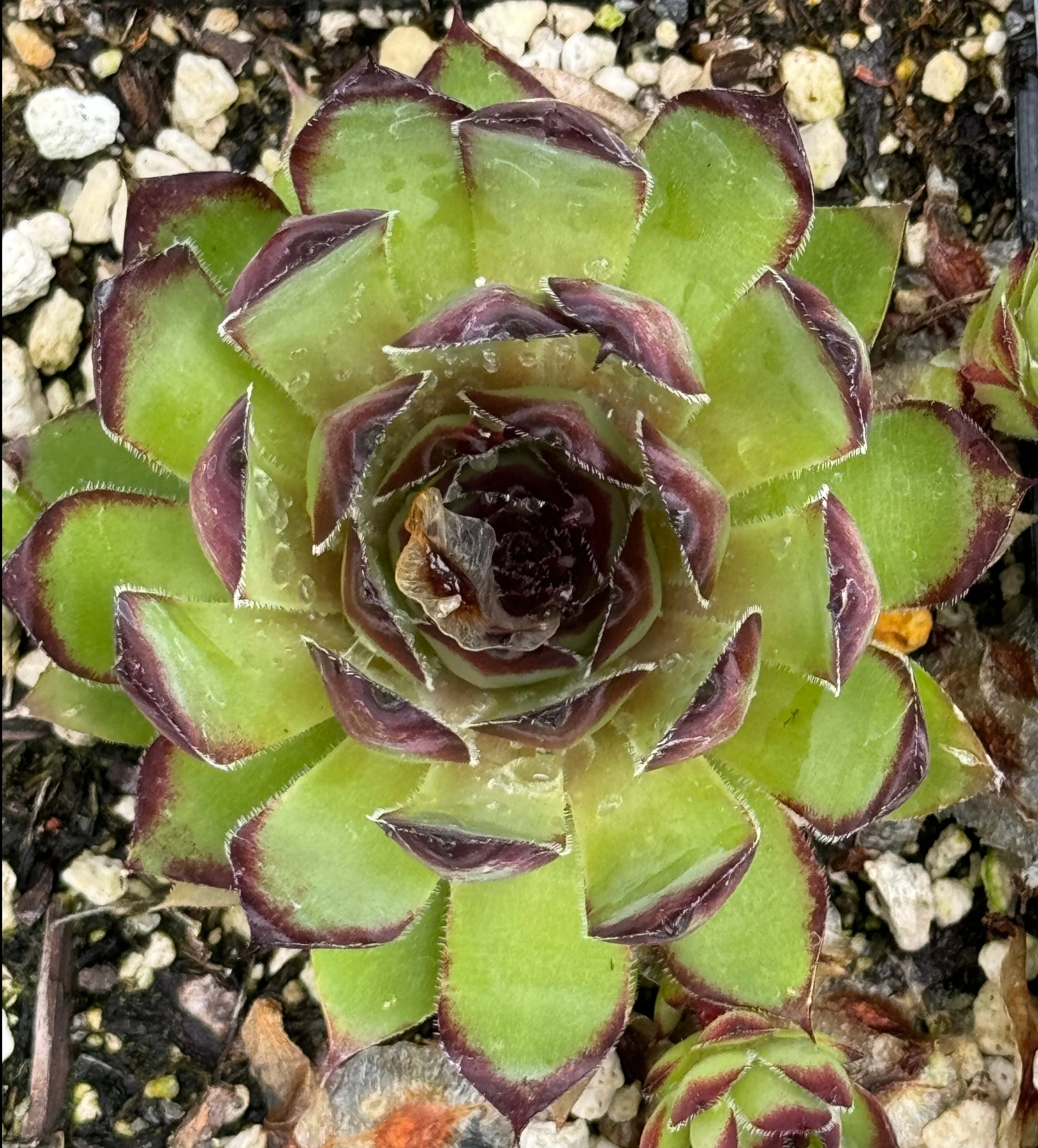Sempervivum 'Memento' - Image 2