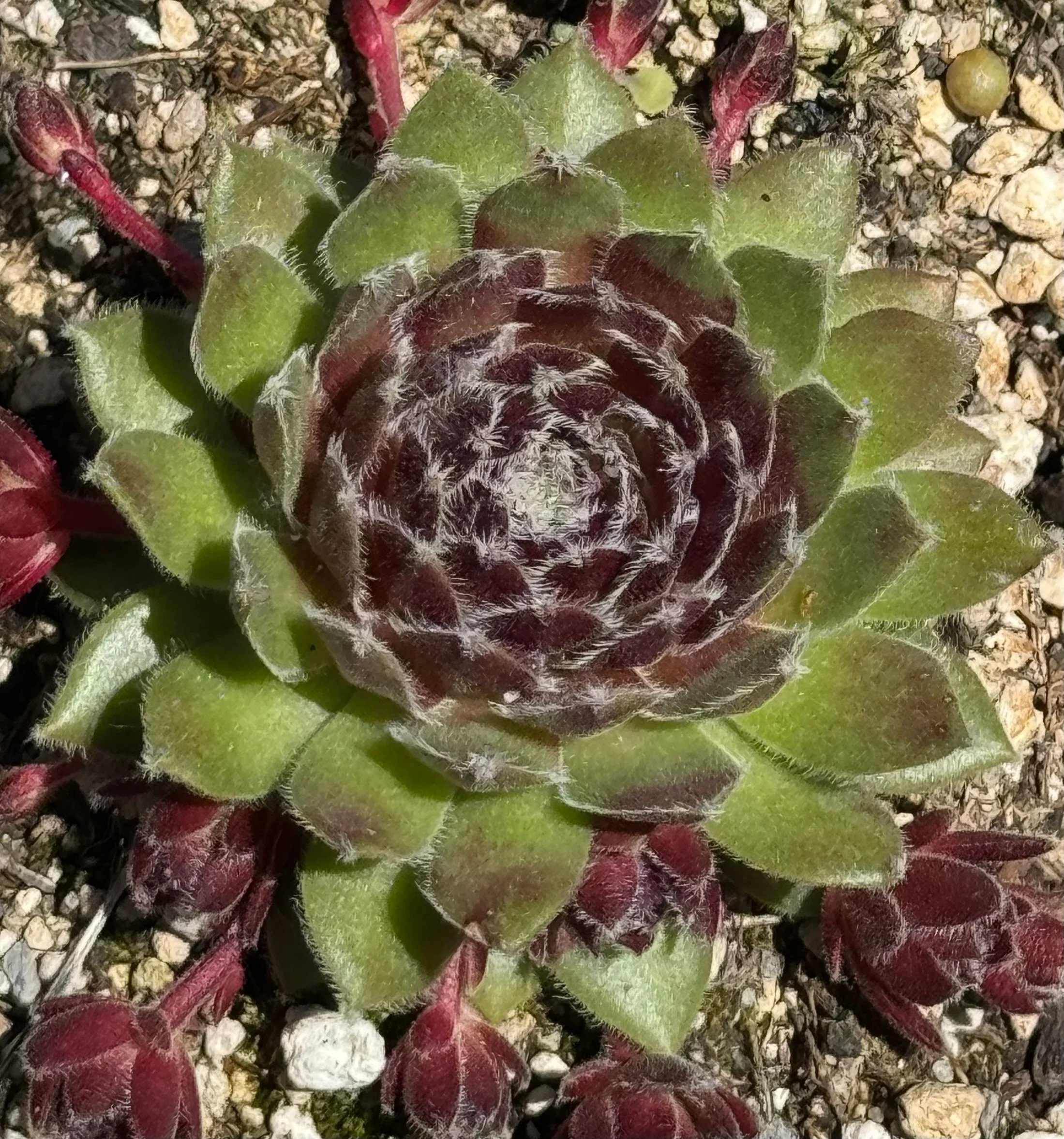 *RETAIL - Sempervivum 'Pacific Red Tide' - Image 2