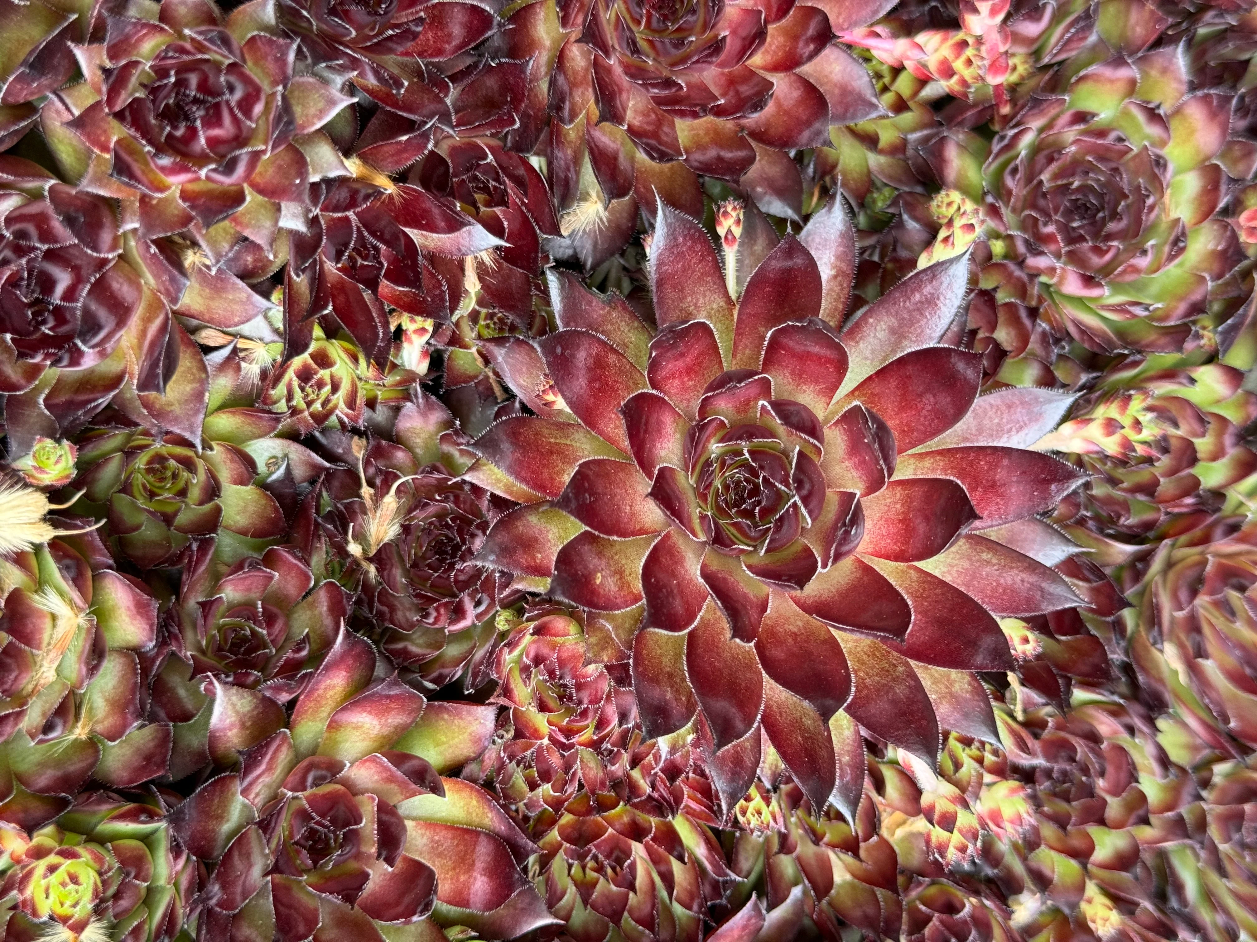 Sempervivum 'Strider'