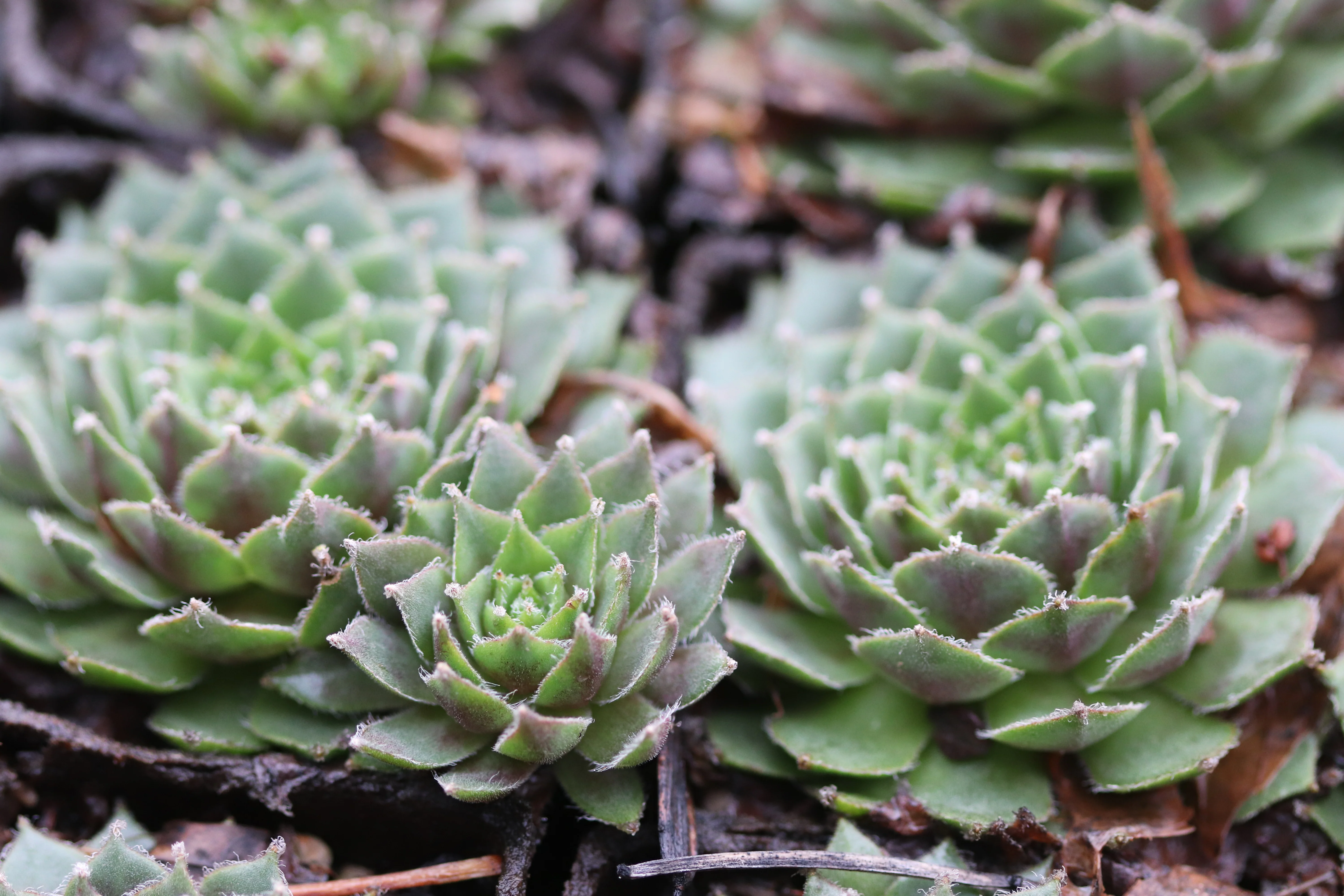 Sempervivum 'Zone'