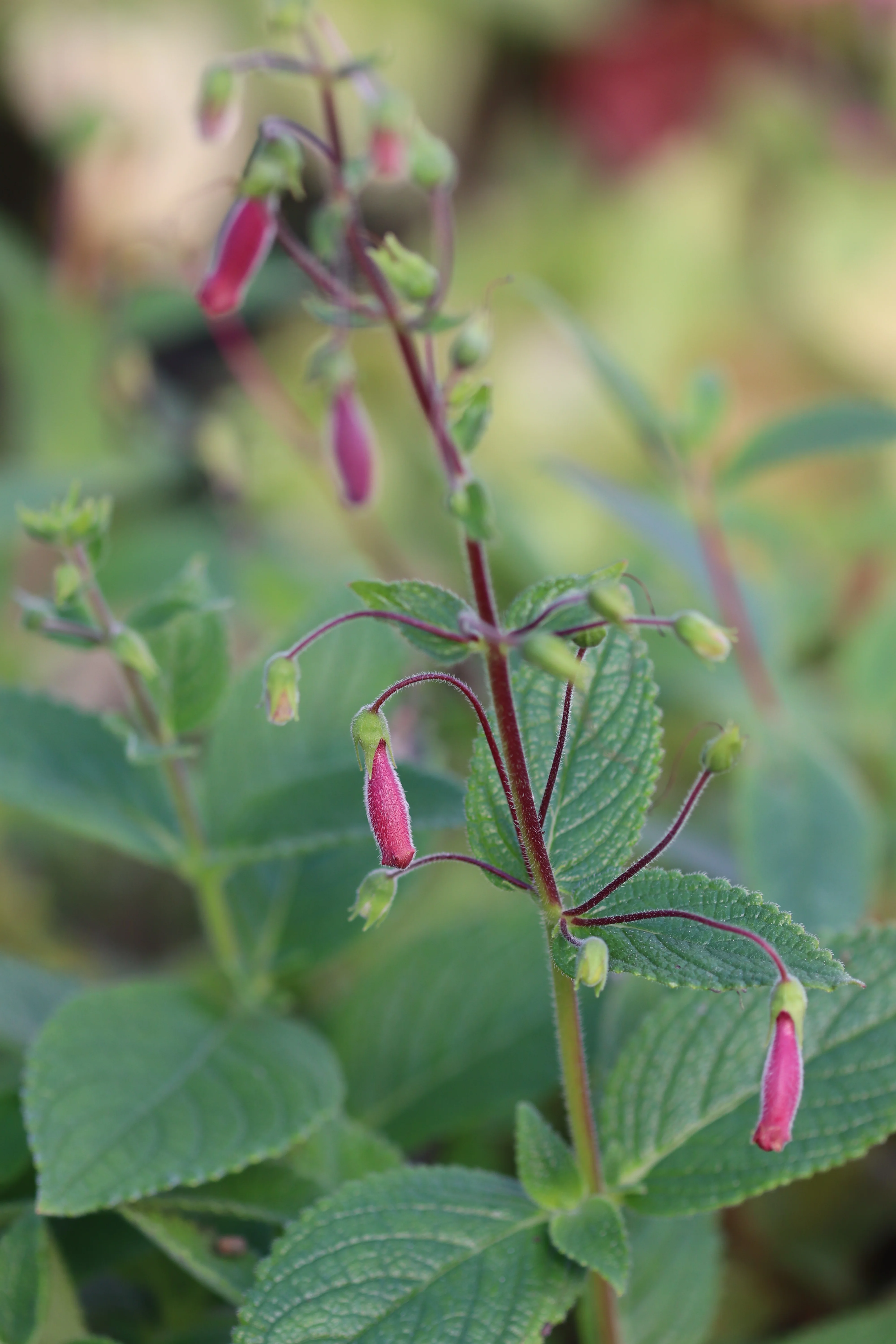 Sinningia 'Cherries Jubilee'