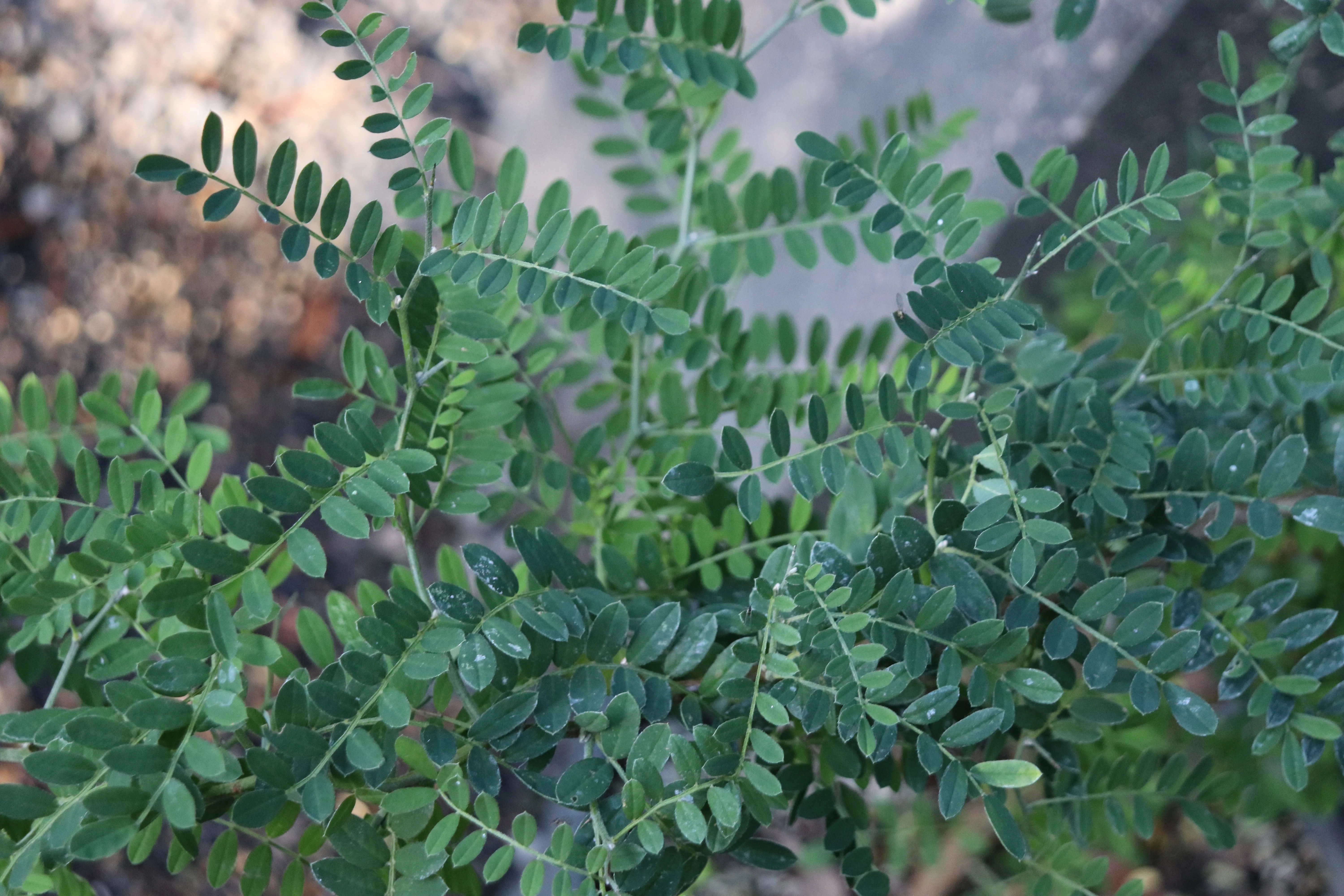 *RETAIL - Sophora davidii - Image 4