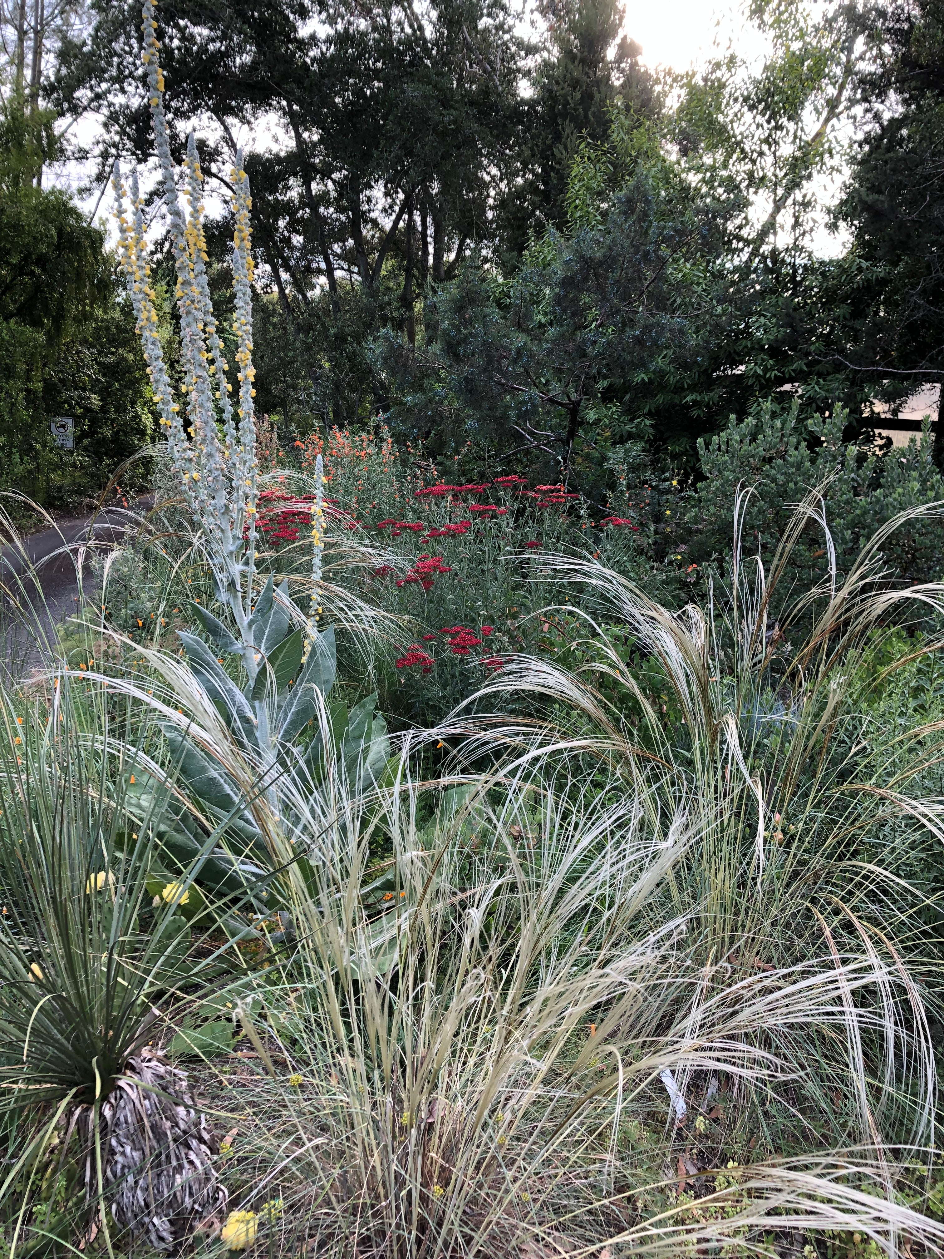 *RETAIL - Stipa barbata - Image 3