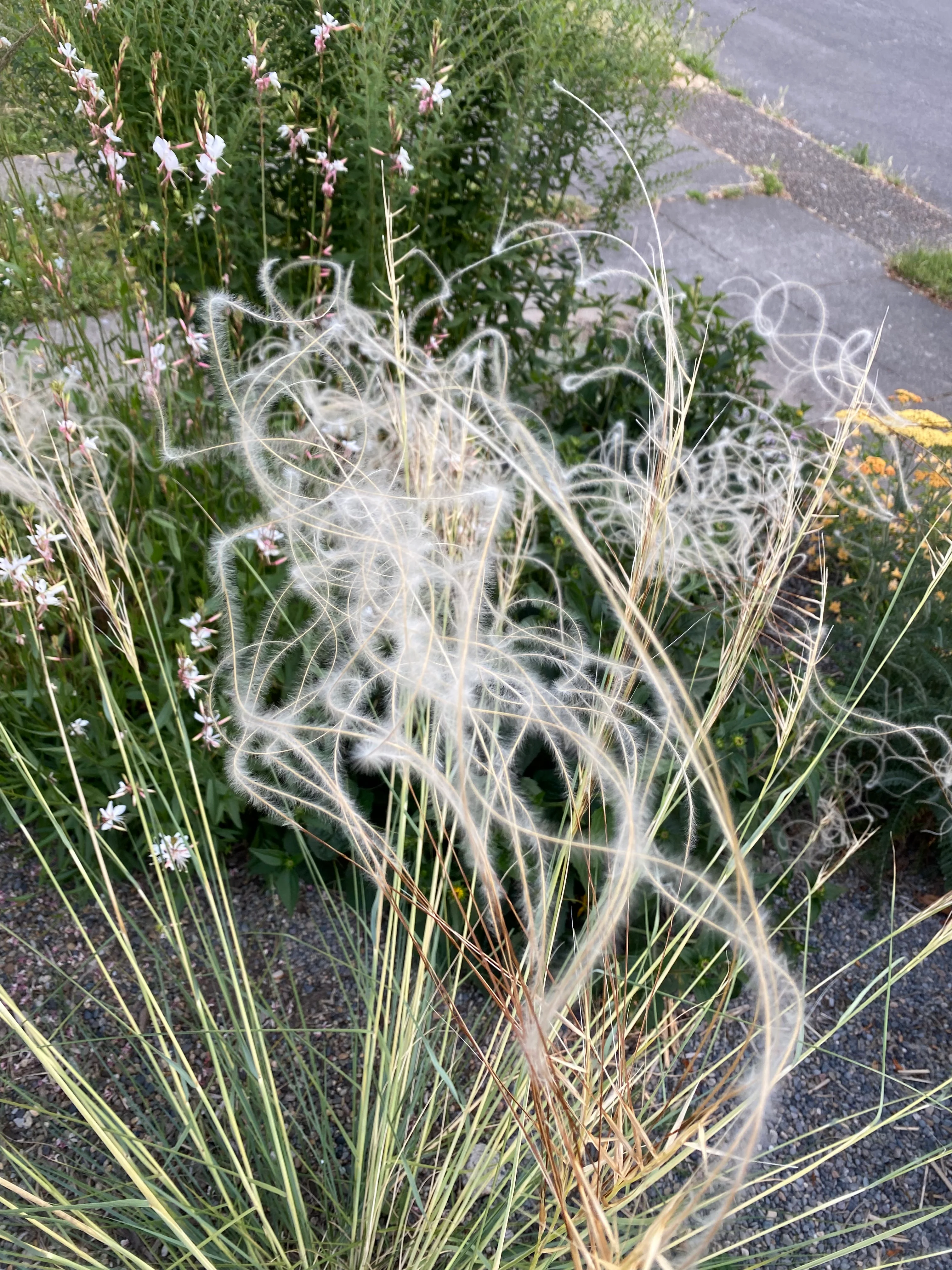 *RETAIL - Stipa barbata - Image 4