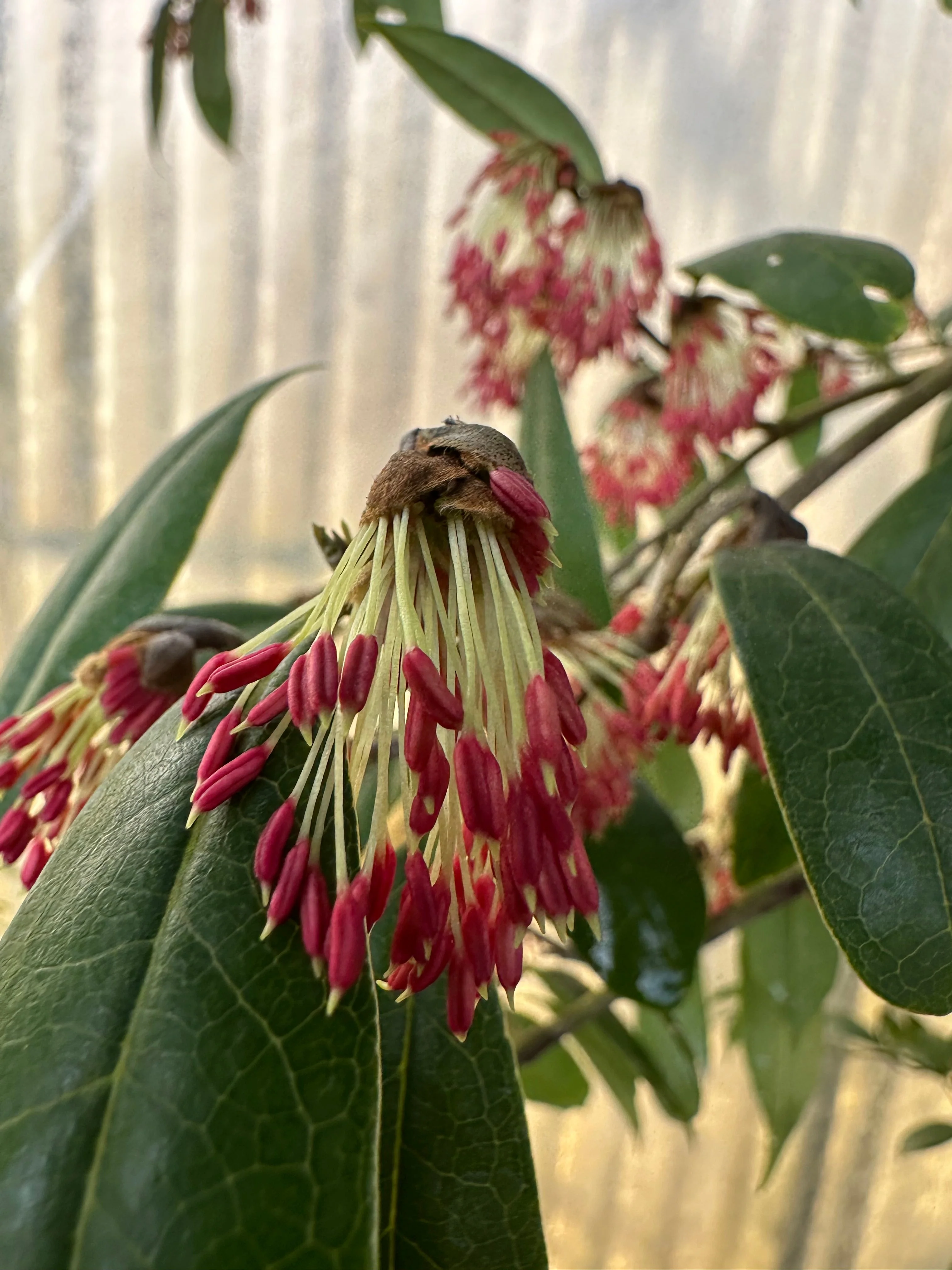 *RETAIL - Sycopsis sinensis - Image 2