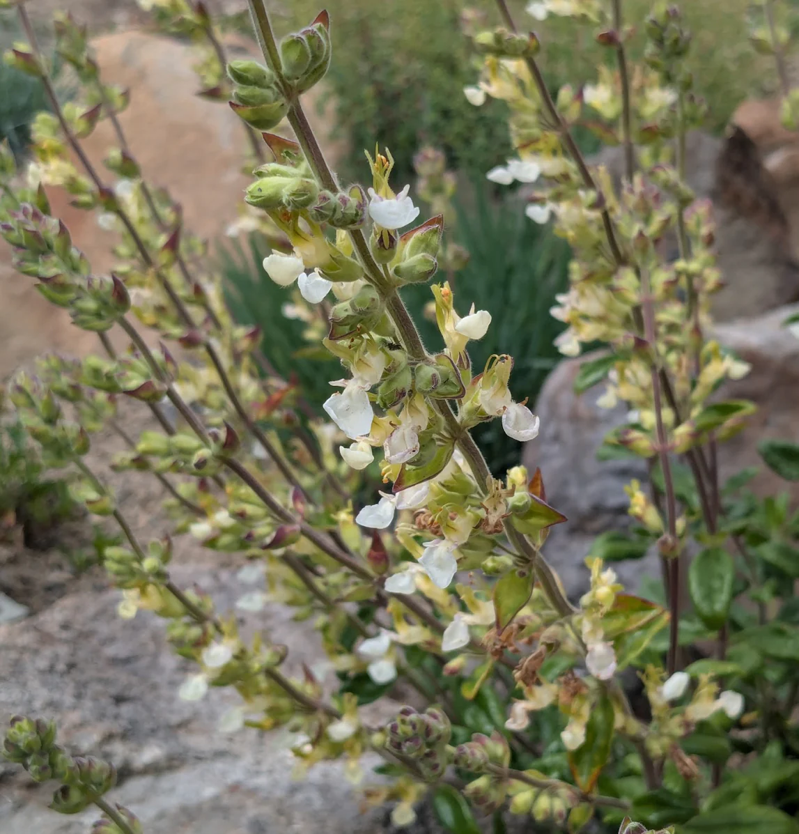 *RETAIL - Teucrium flavum