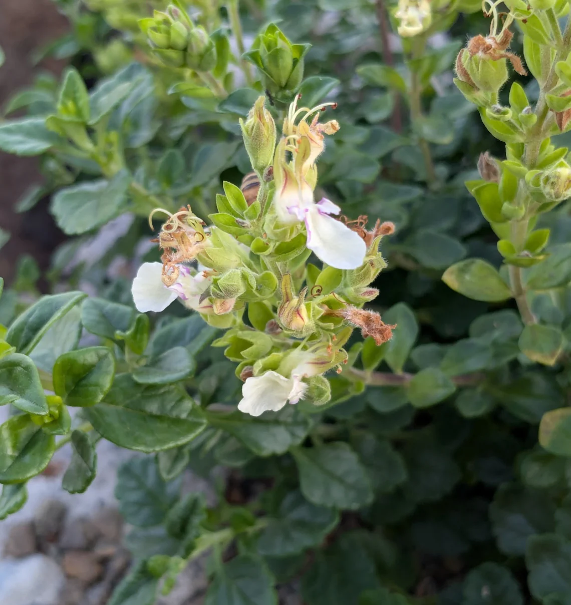 *RETAIL - Teucrium flavum [compact form]