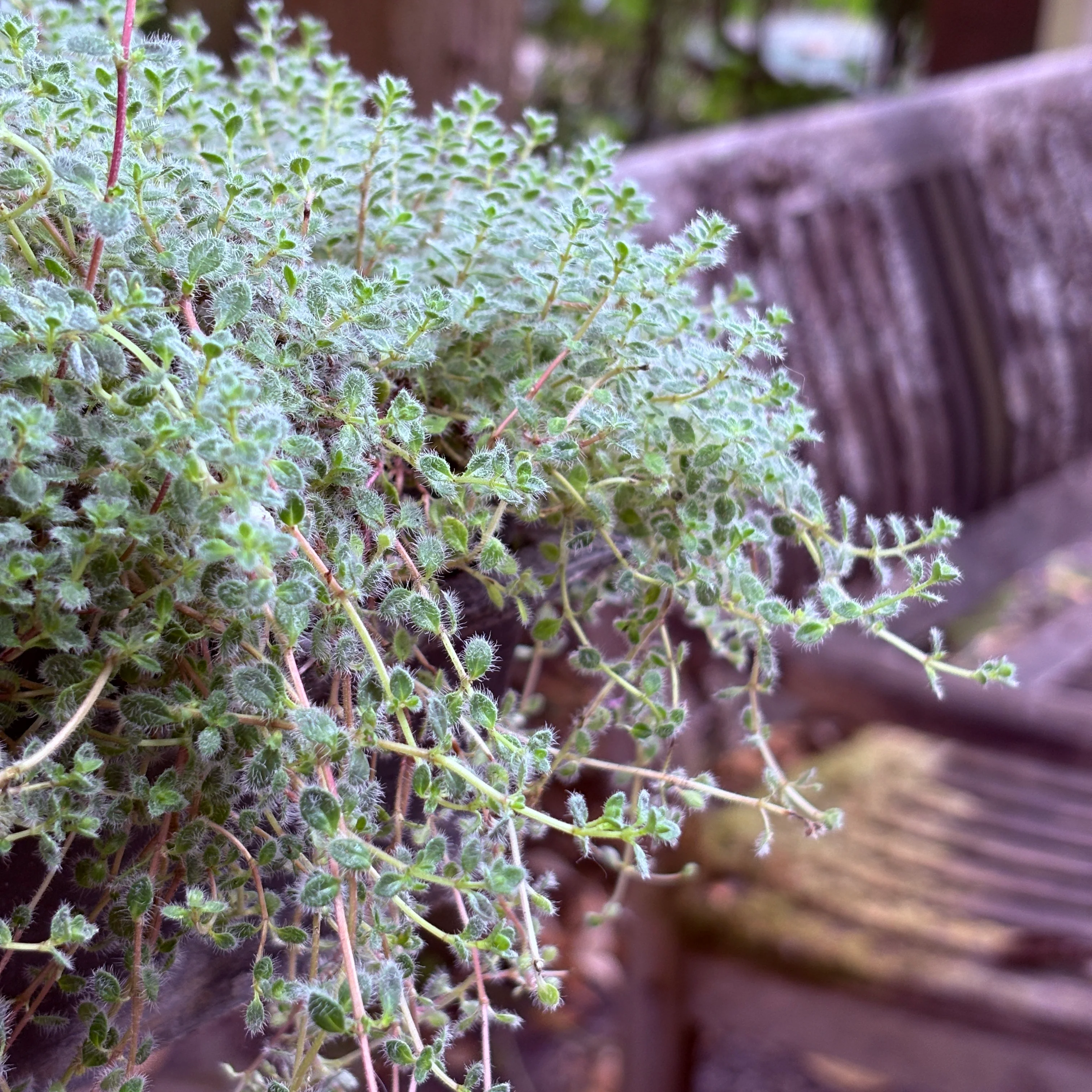 *RETAIL - Thymus lanuginosus - Image 2