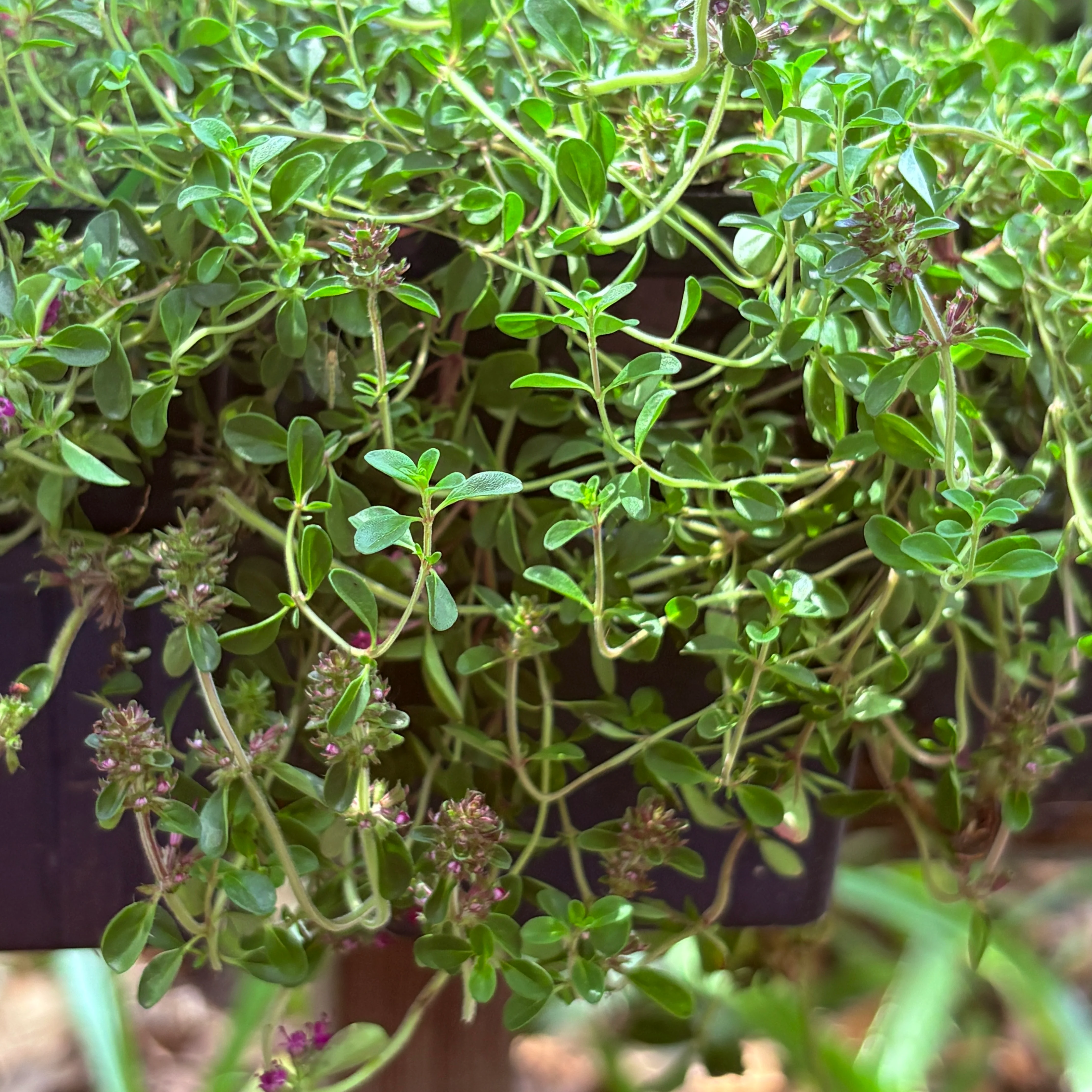 *RETAIL - Thymus praecox 'Ruby Glow' - Image 2