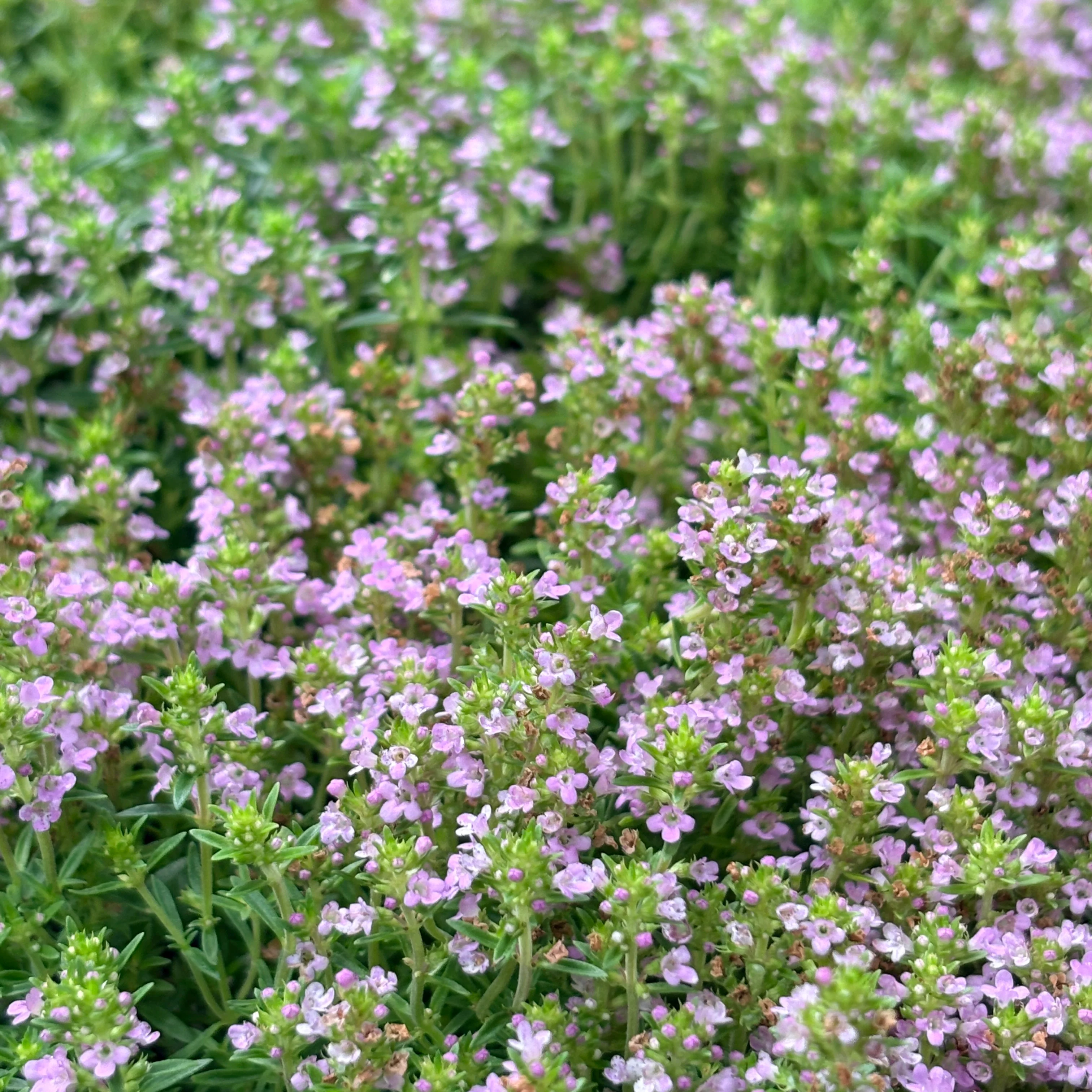 *RETAIL - Thymus x 'Lemon Pincushion' - Image 2
