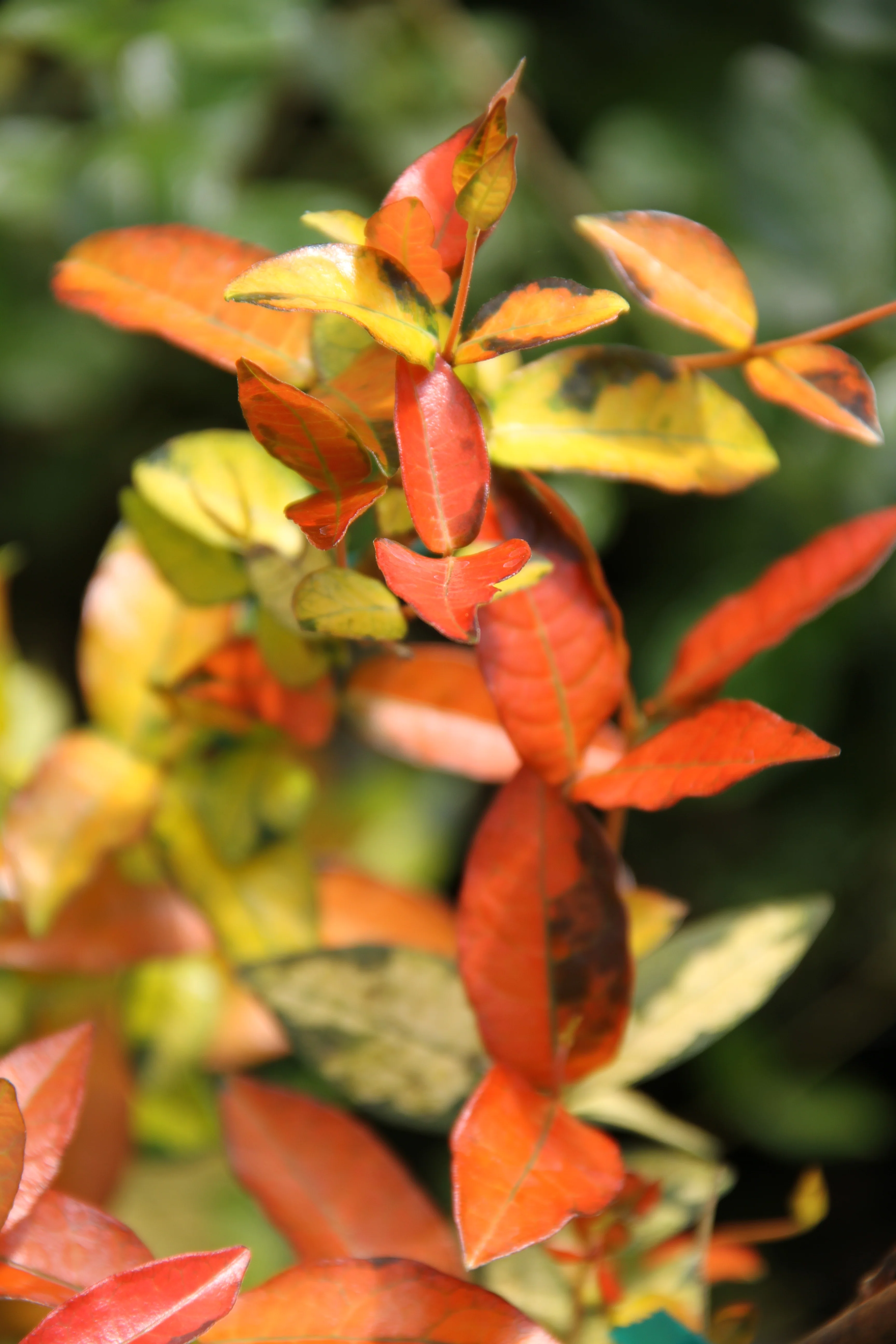 *RETAIL - Trachelospermum asiaticum 'Ogon Nishiki'