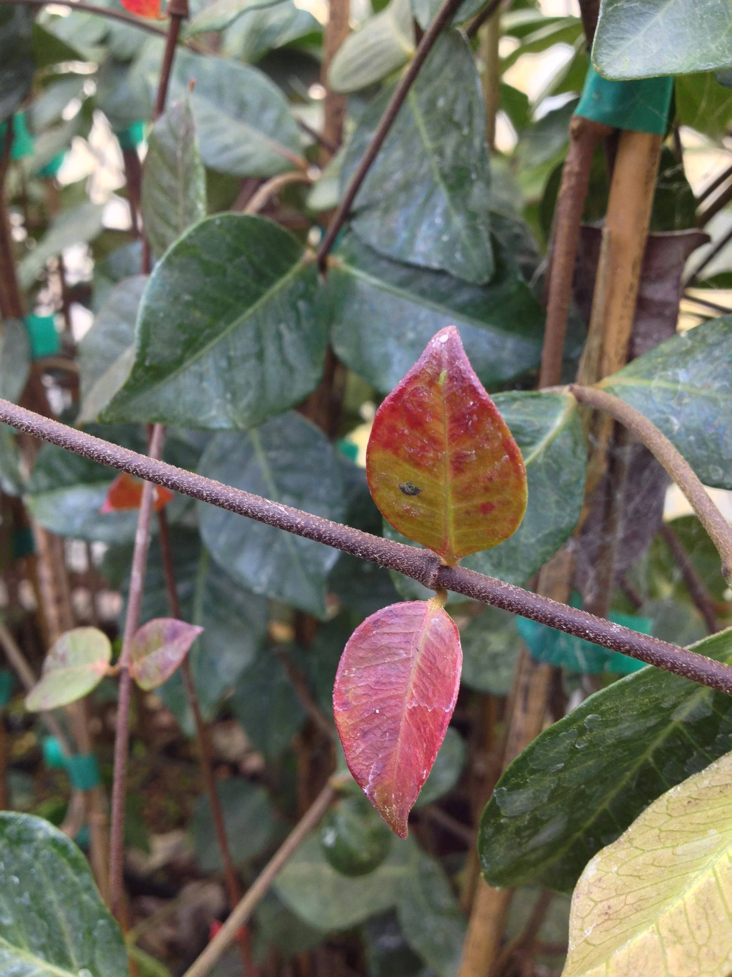 *RETAIL - Trachelospermum 'Cliff Parks'