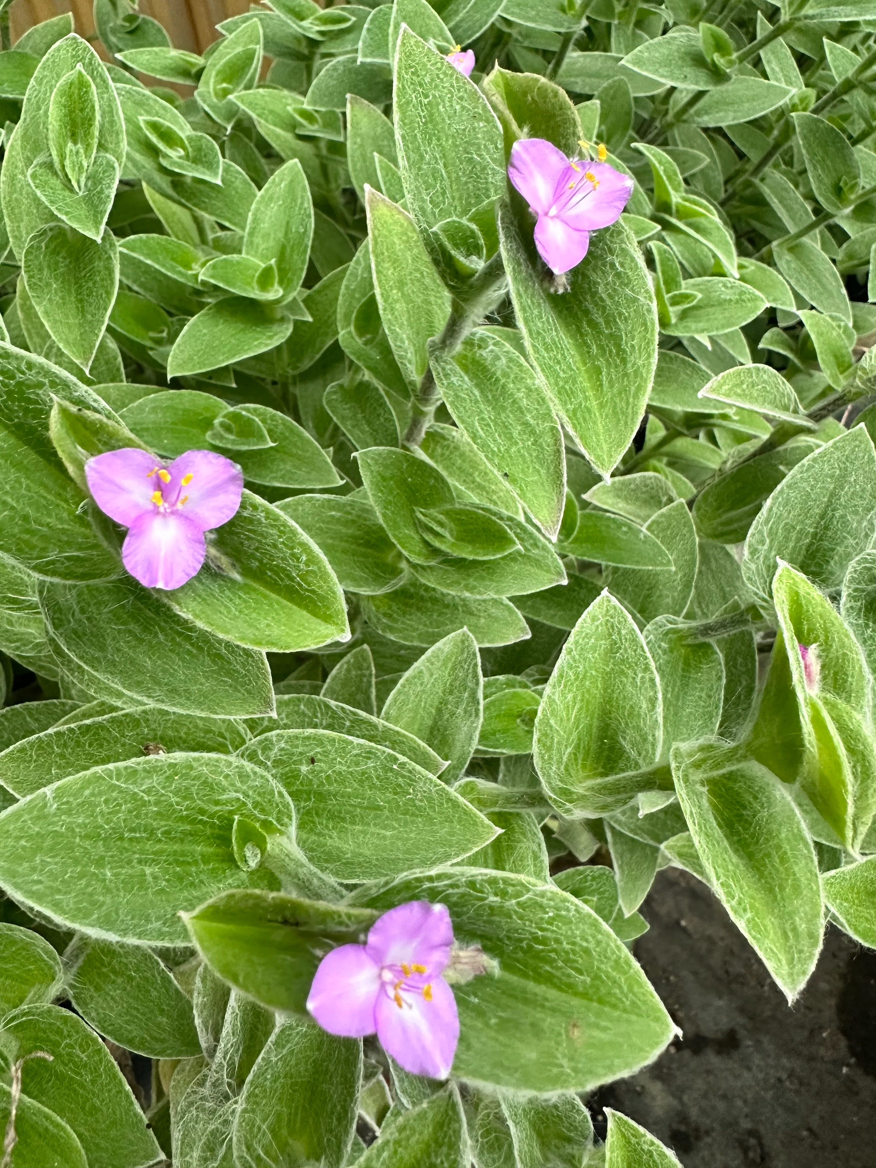 *RETAIL - Tradescantia sillamontana 'Hogan's Hero' - Image 2