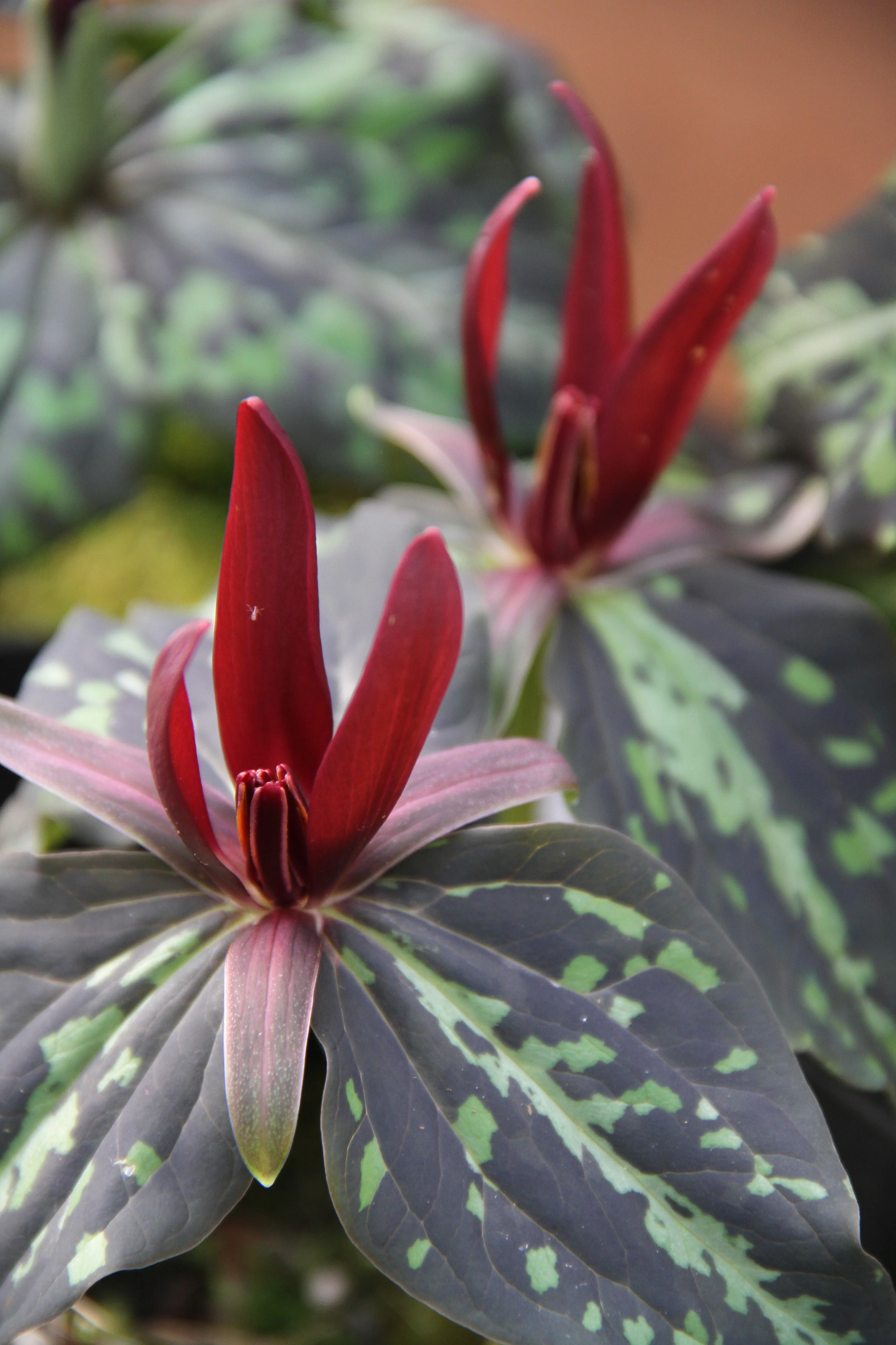 *RETAIL - Trillium kurabayashii - Cistus Dark Mottled Strain
