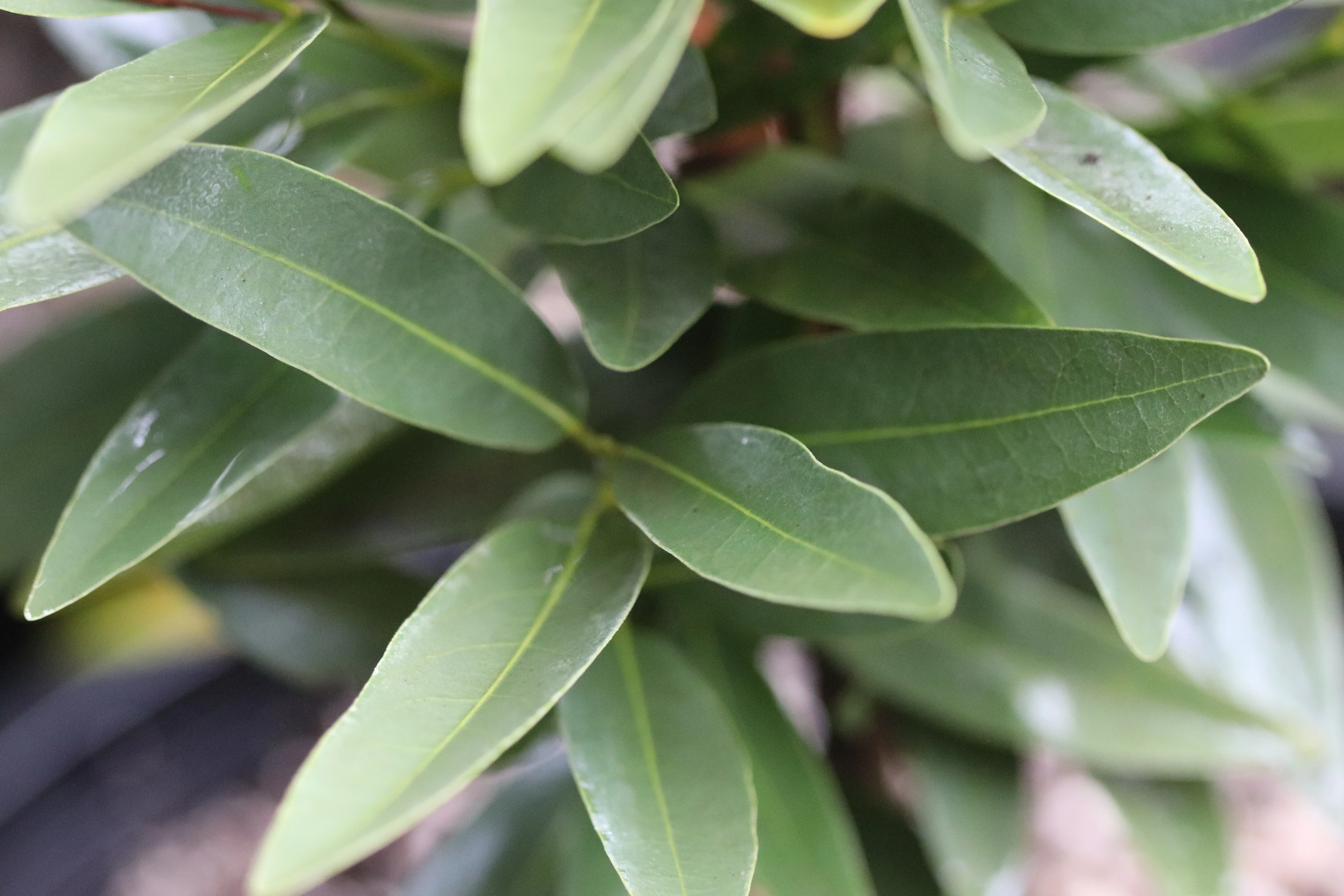 *RETAIL - Umbellularia californica [Yuba Gap]