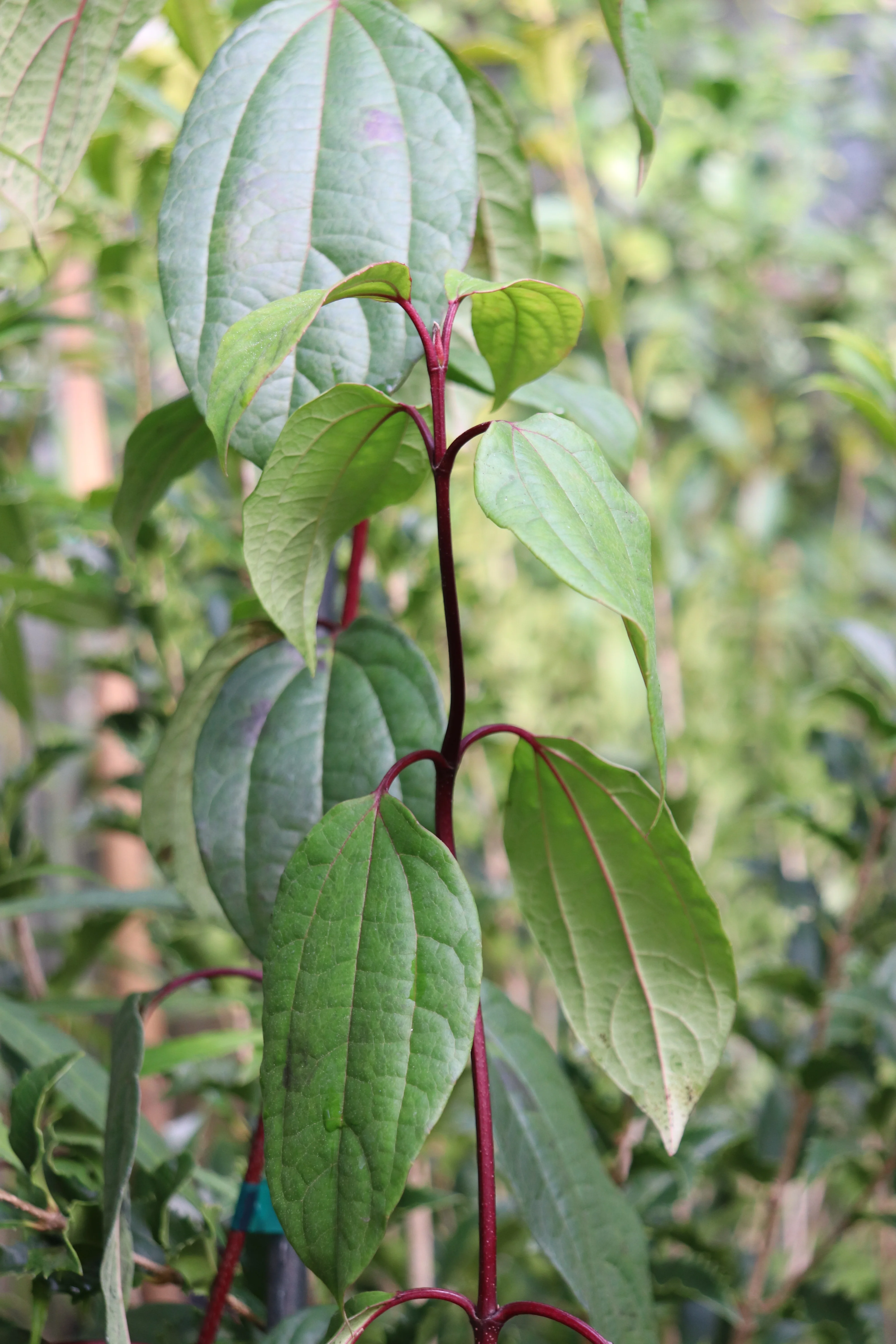 *RETAIL - Viburnum cinnamomifolium 'Riz'