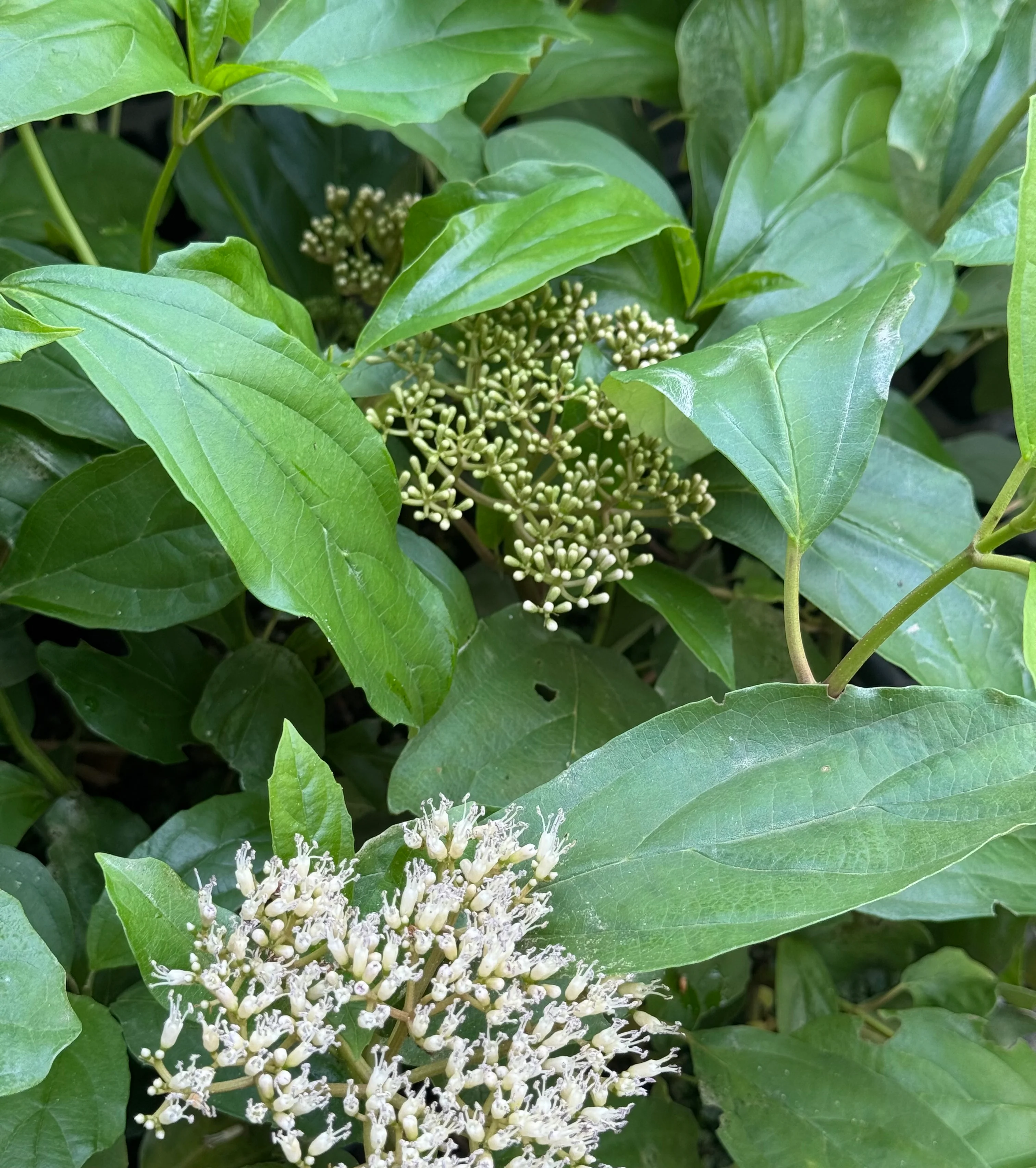 *RETAIL - Viburnum cylindricum 'Roy Lancaster'