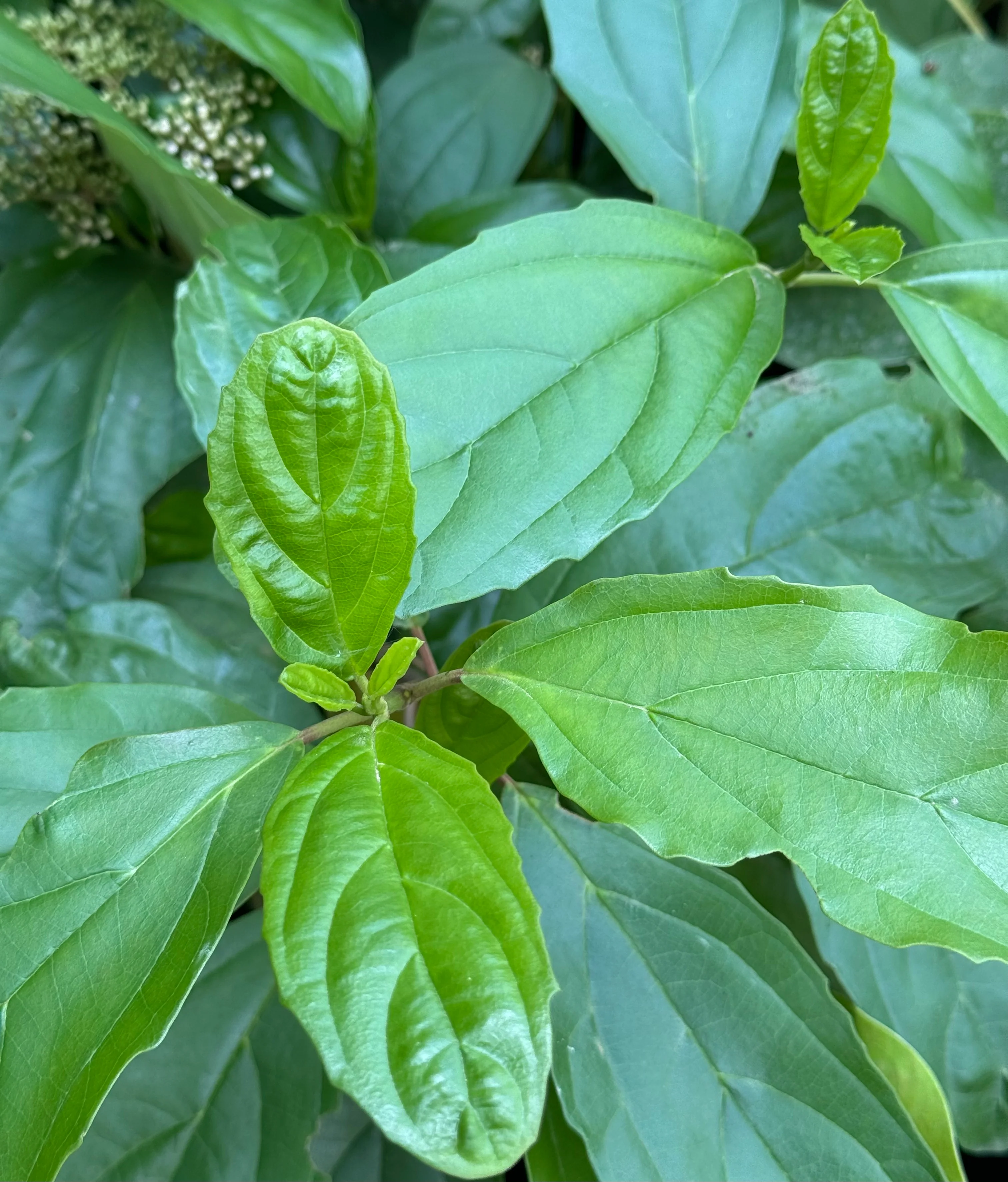 *RETAIL - Viburnum cylindricum 'Roy Lancaster' - Image 2