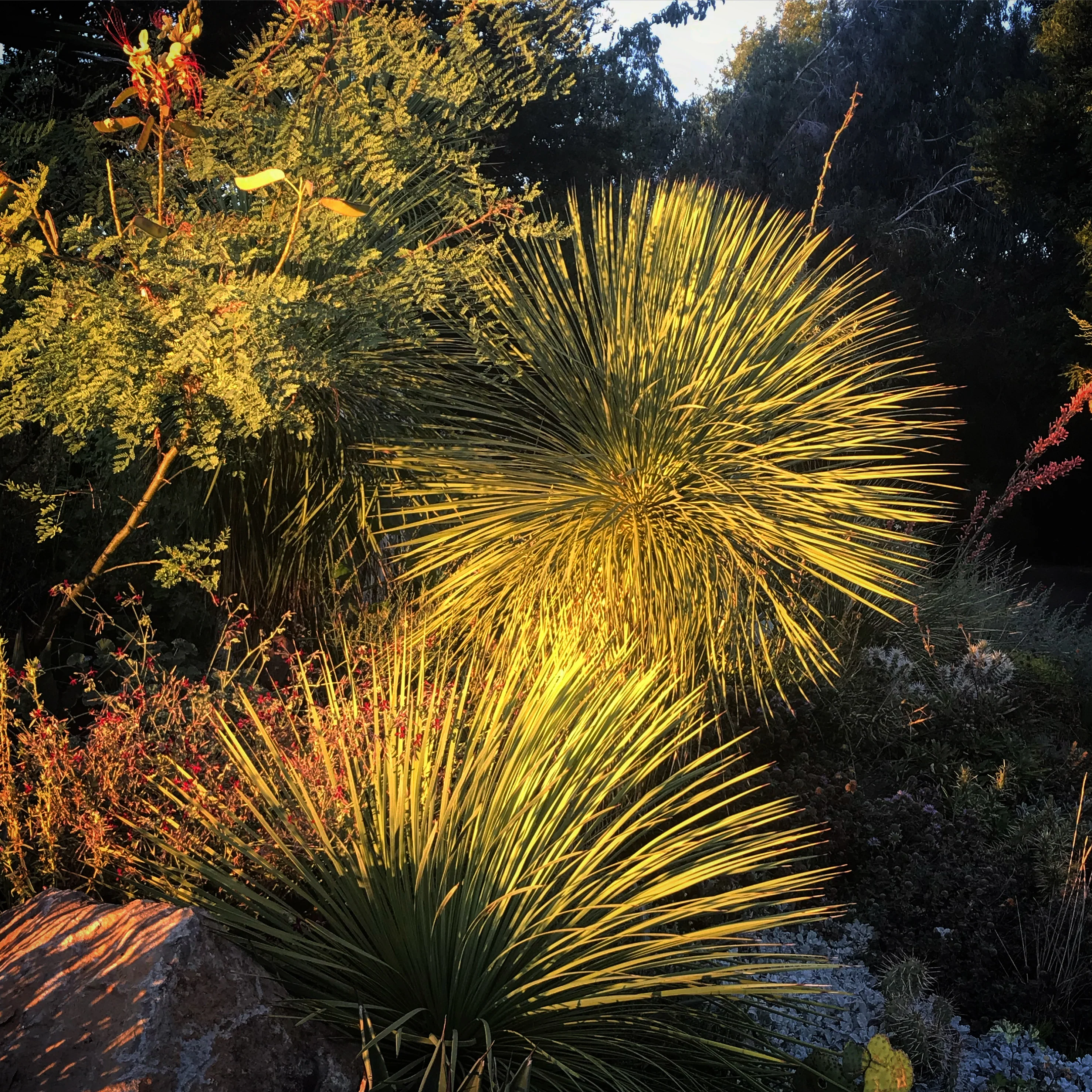 *RETAIL - Yucca linearifolia 'Dusky Blue'