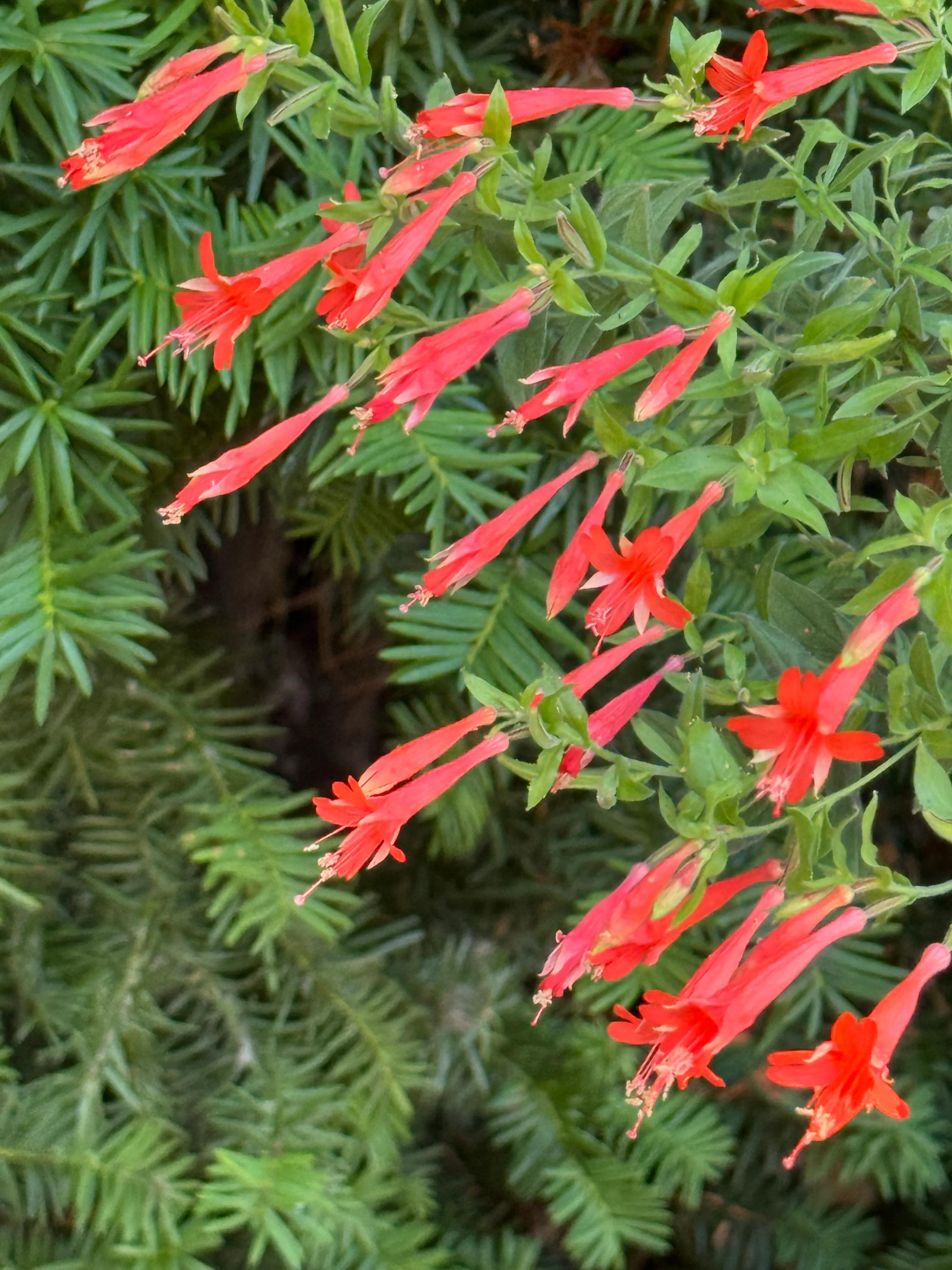 Zauschneria garrettii 'Orange Carpet' - Image 2