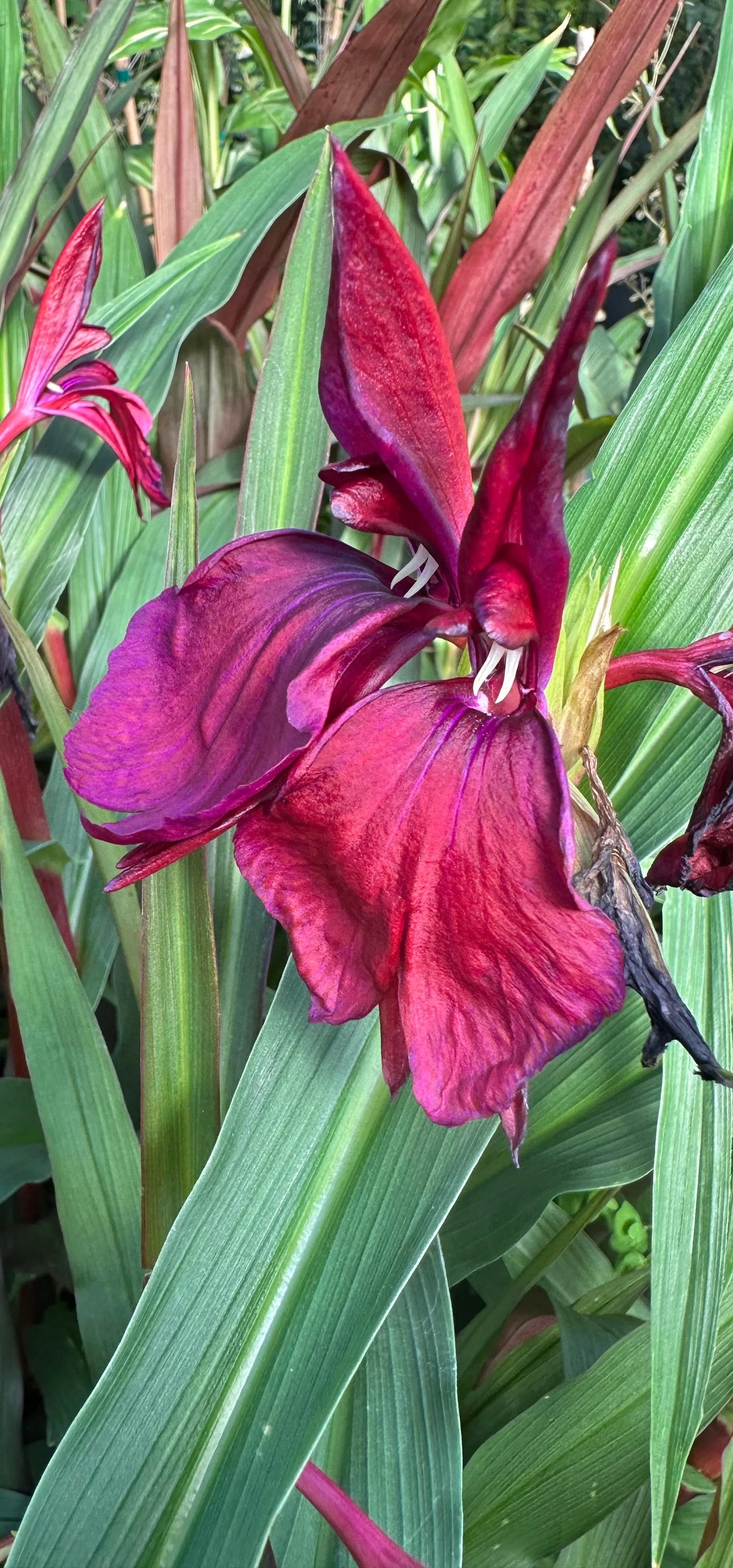 Roscoea [orange/red]