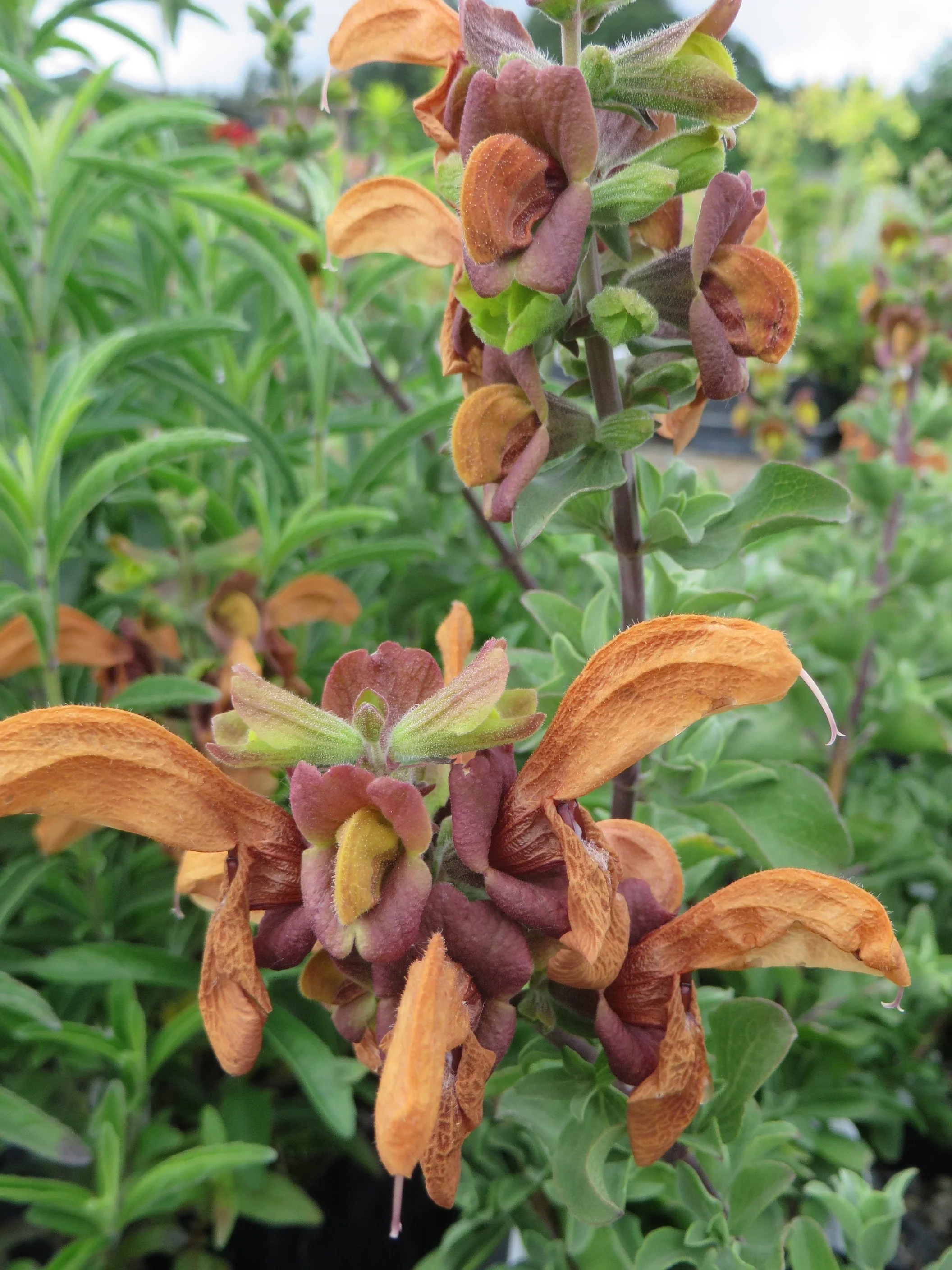 *RETAIL - Salvia africana-lutea - Image 2