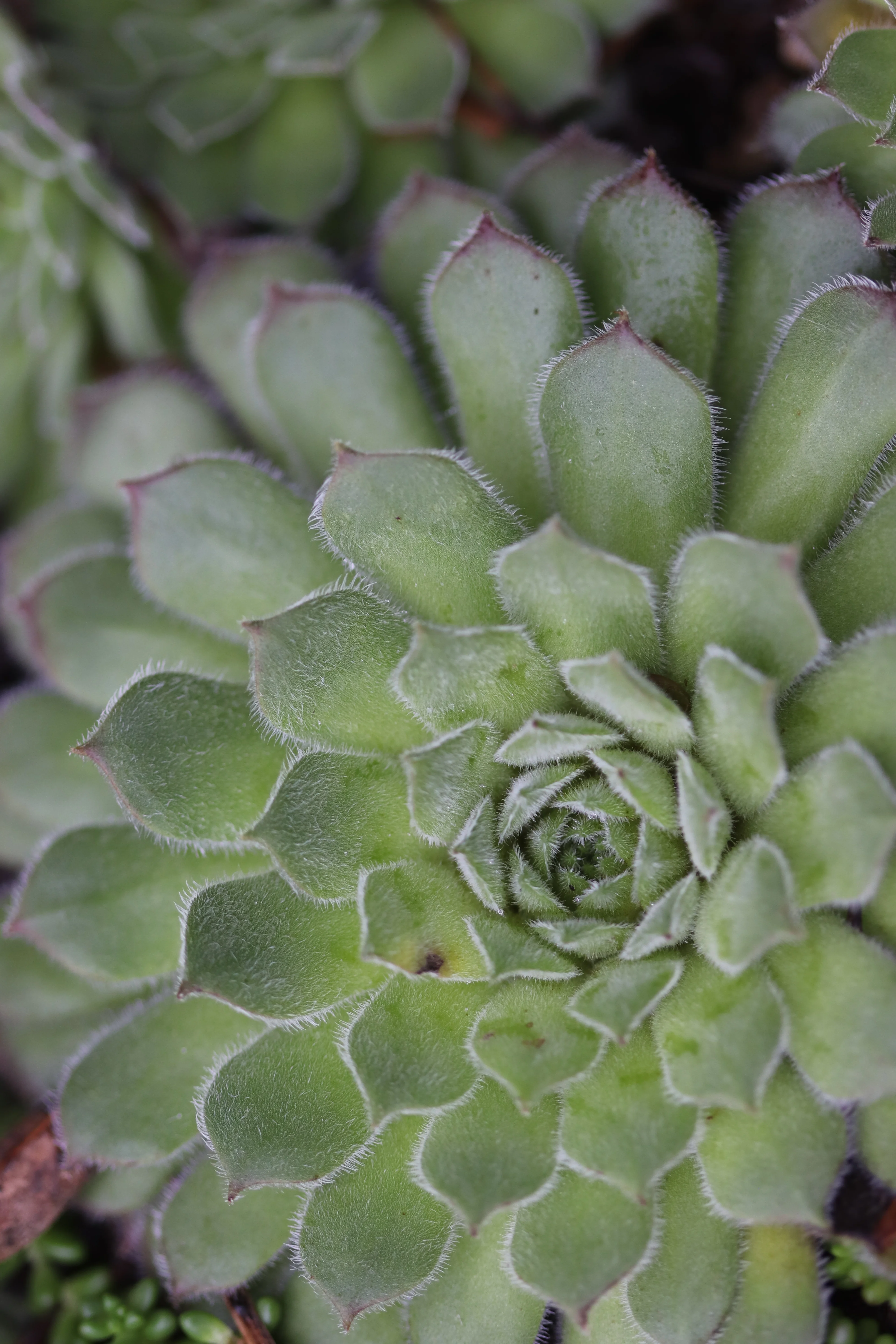 Sempervivum 'Apollonia'