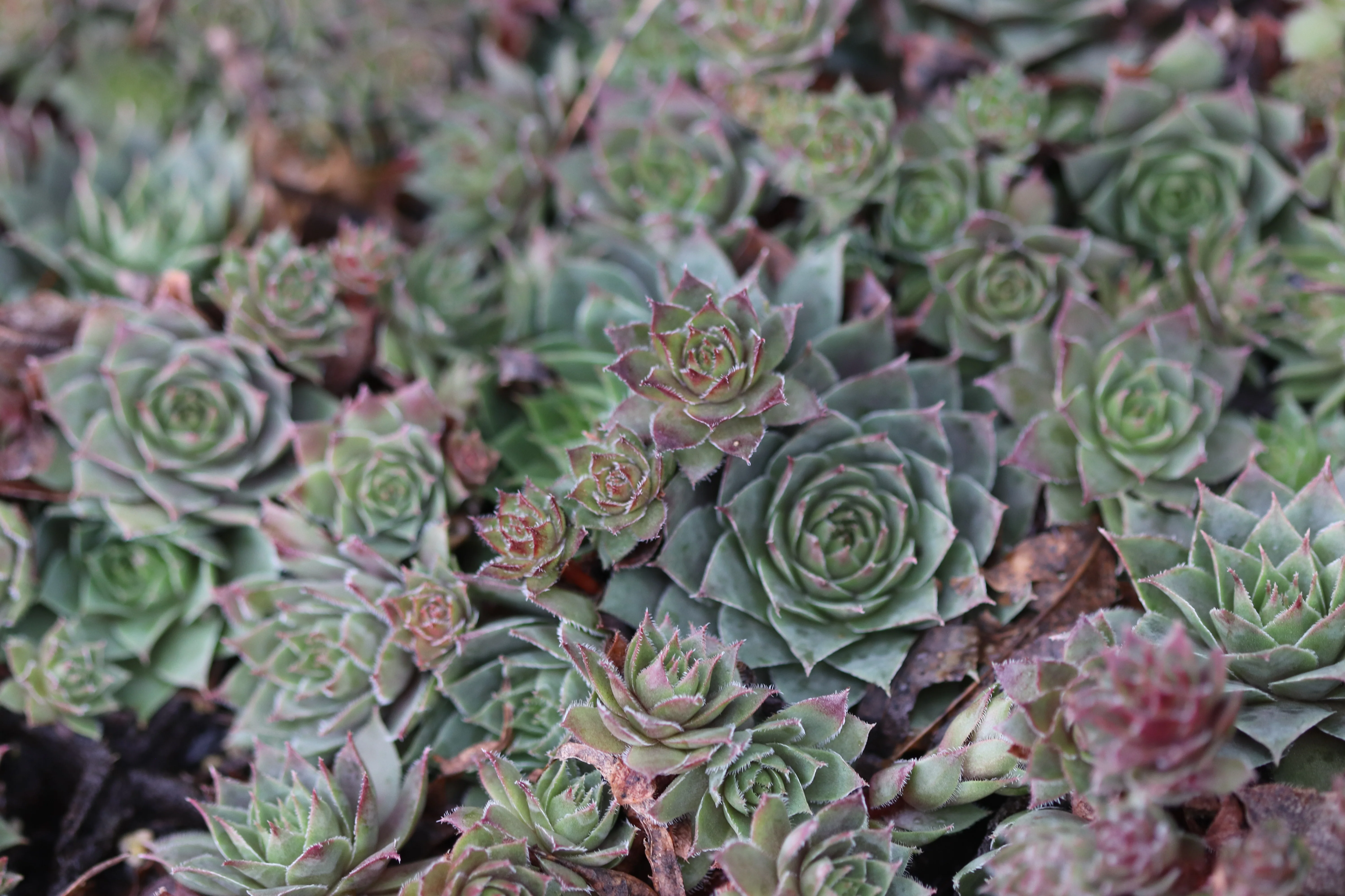 Sempervivum 'Glowing Embers'