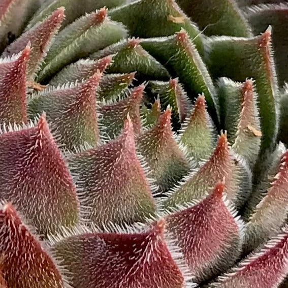 Sempervivum 'Grey Dawn' - Image 2