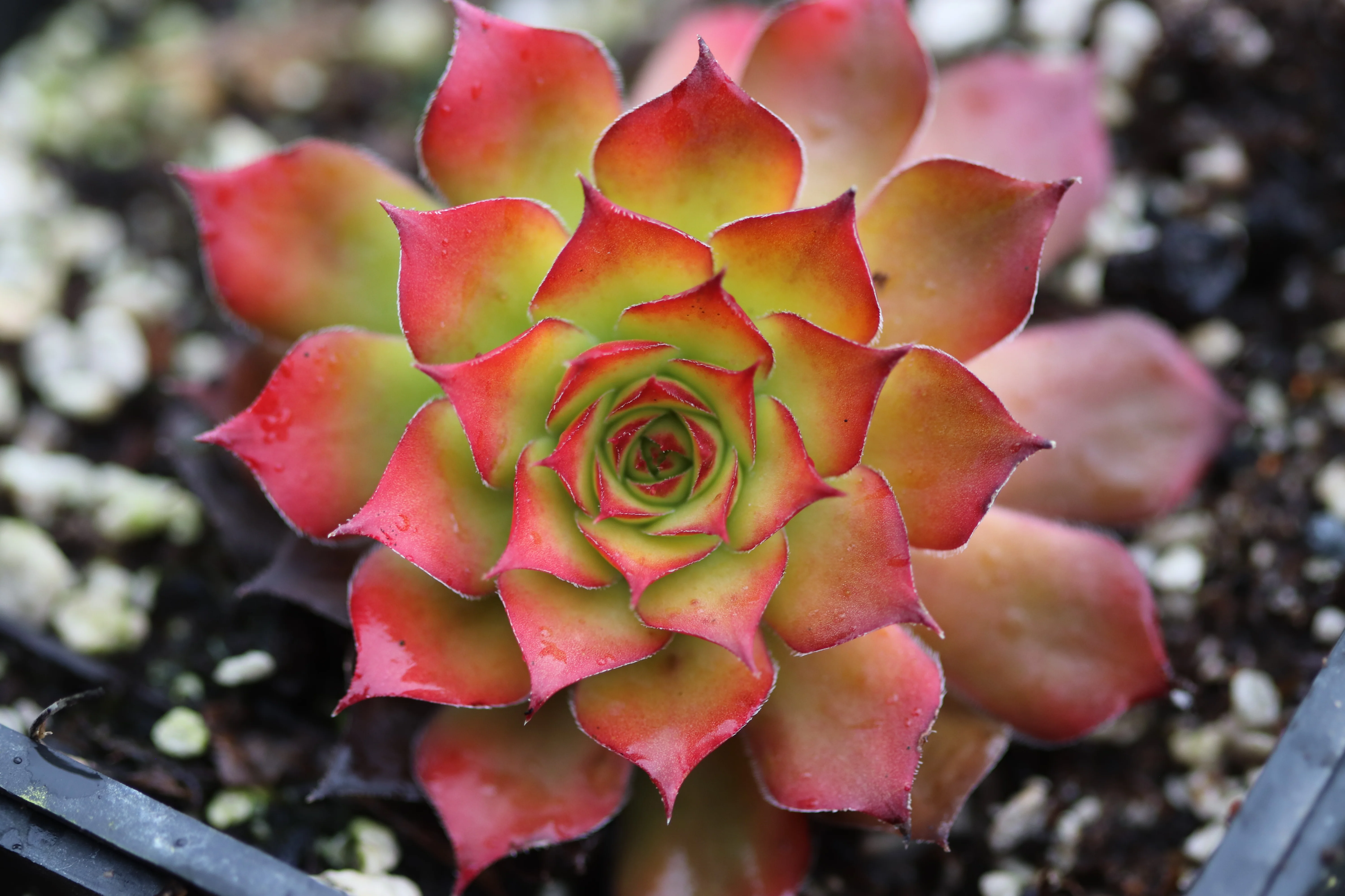 Sempervivum heuffelii 'Gold Bug'