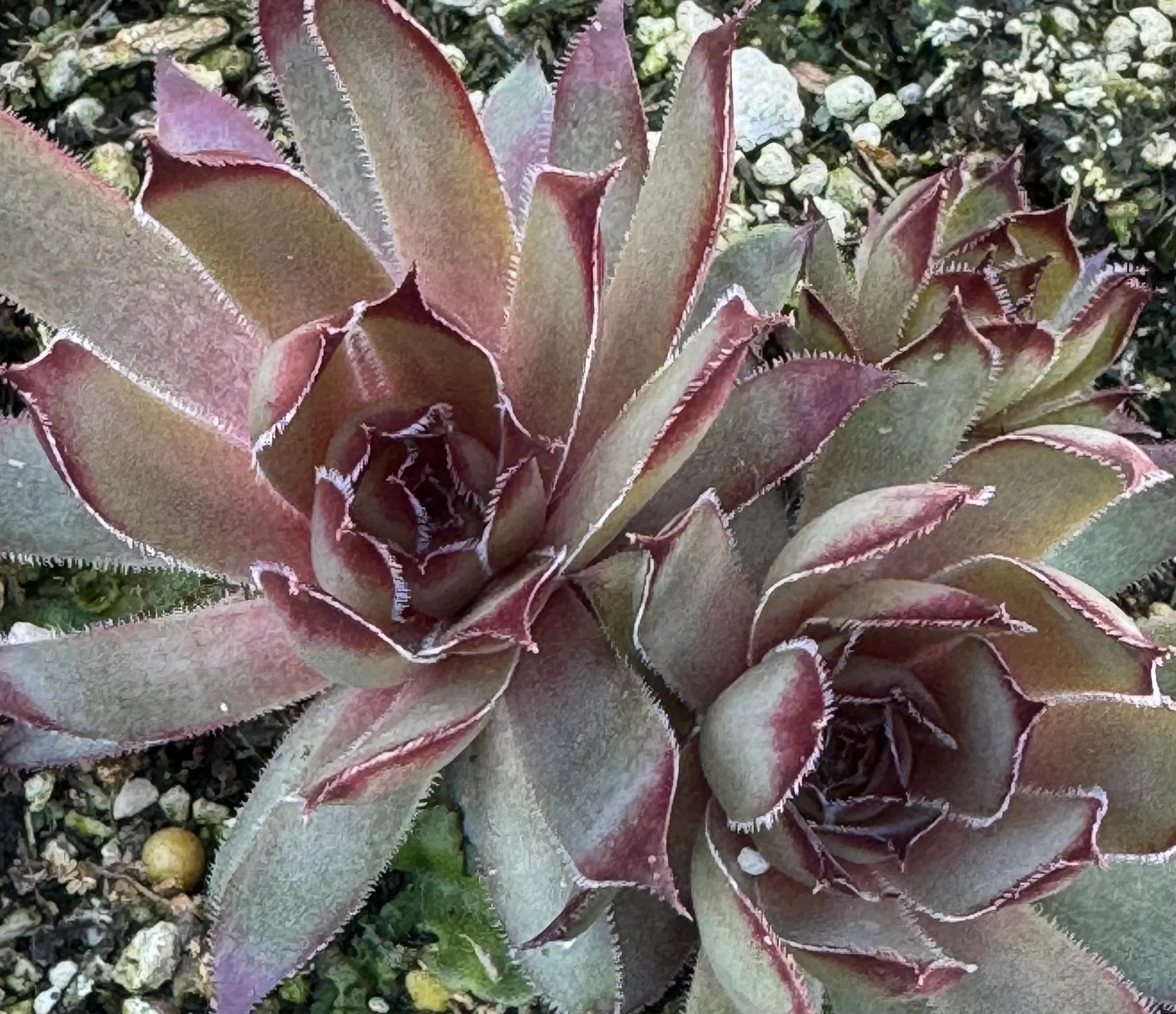 *RETAIL - Sempervivum 'Jeramia' - Image 2