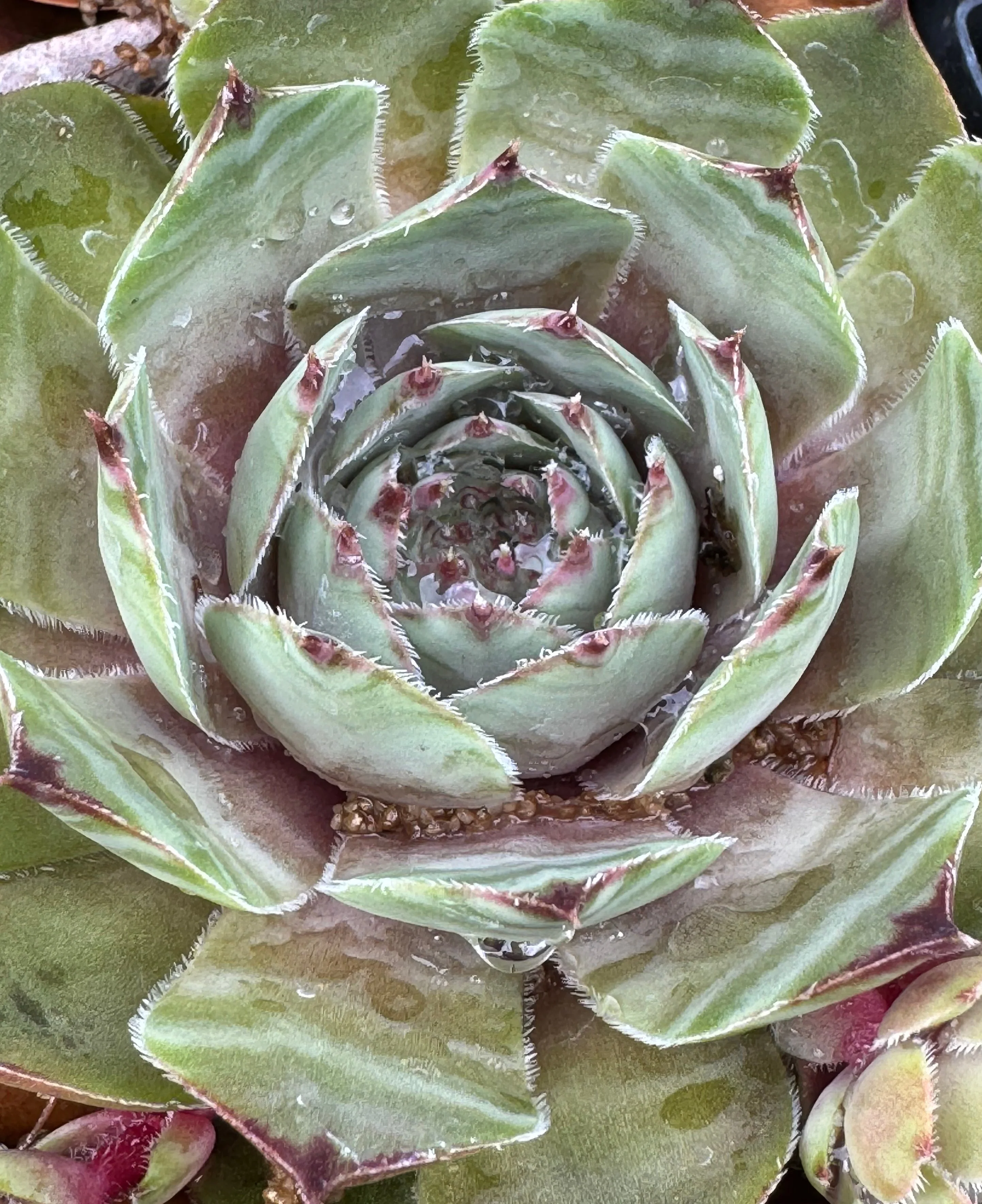 *RETAIL - Sempervivum 'Pacific Lilac' - Image 3