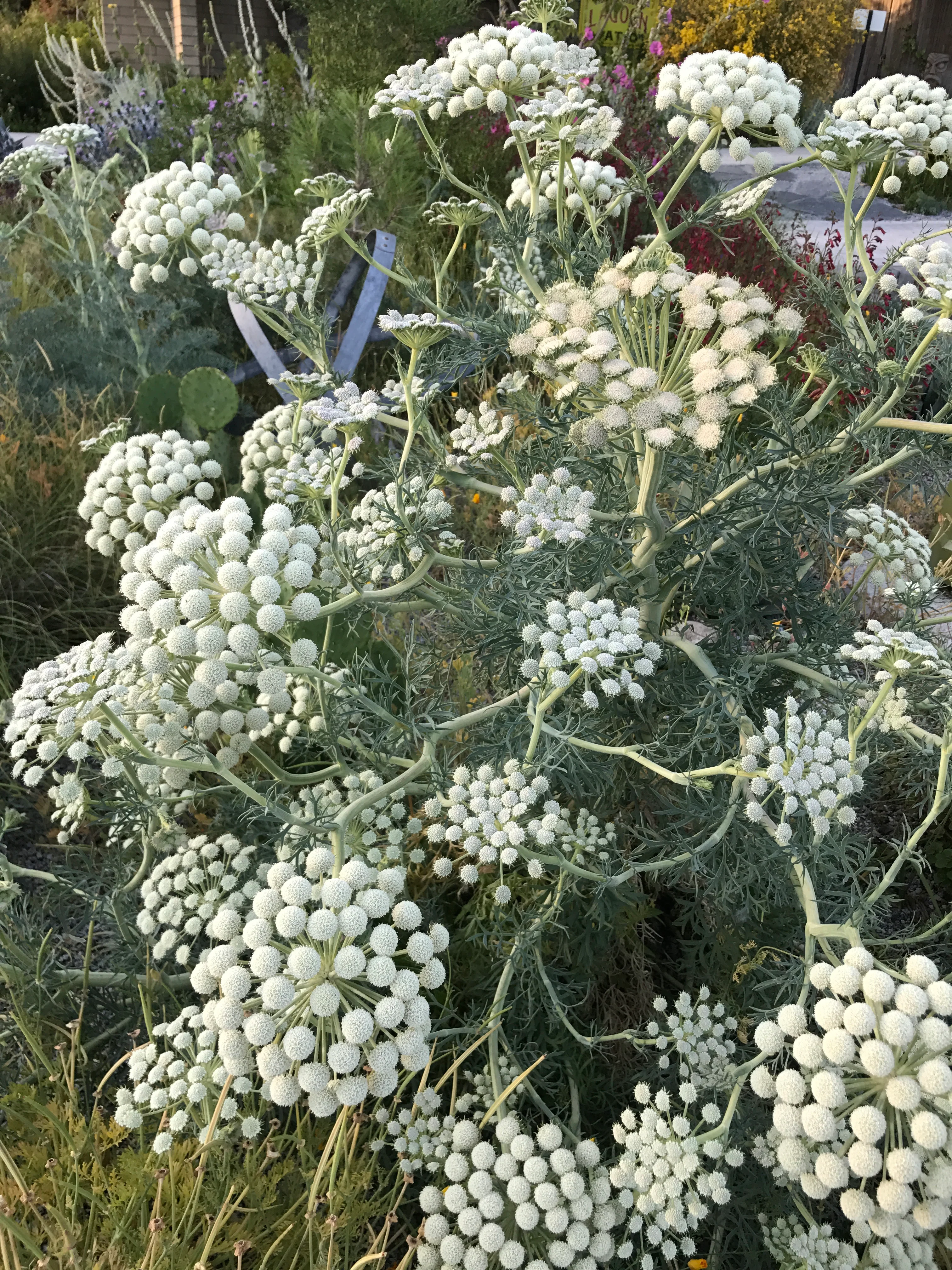 Seseli gummiferum