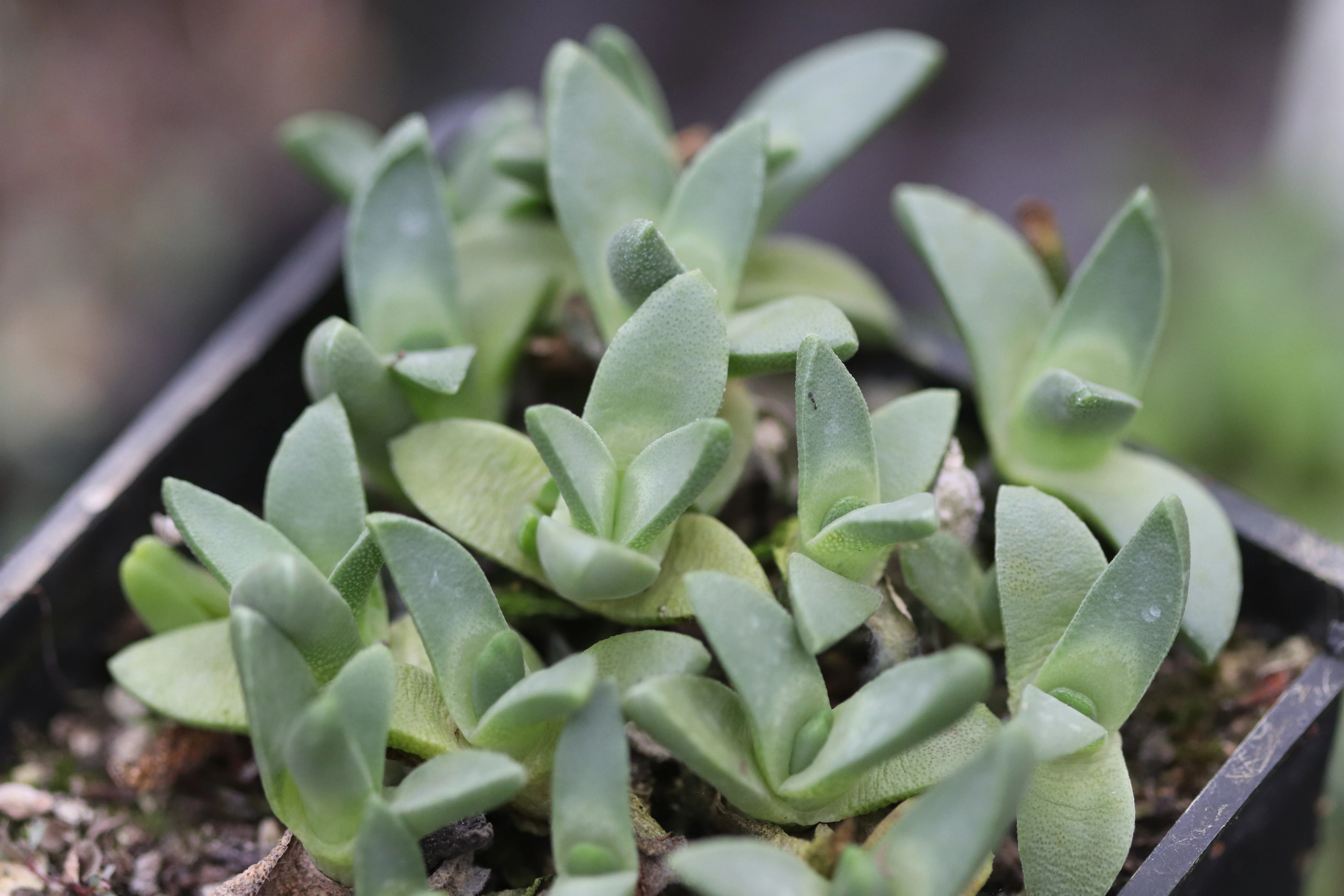 Stomatium agninum