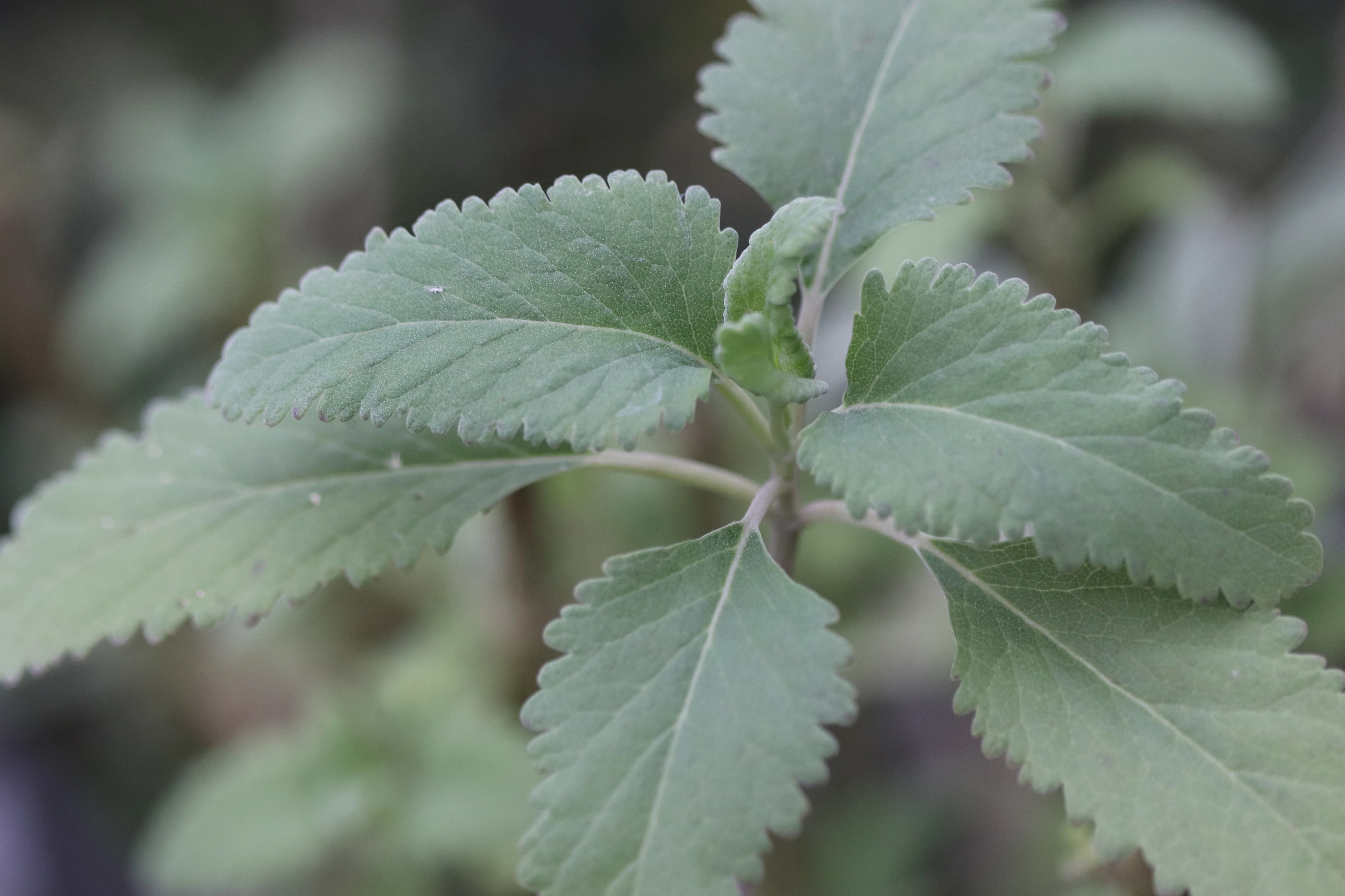 Teucrium betonicum - Image 2
