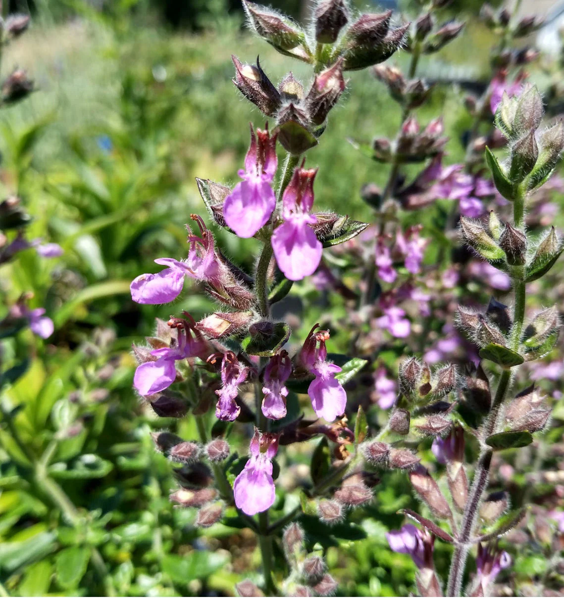 Teucrium chamaedrys - Image 3