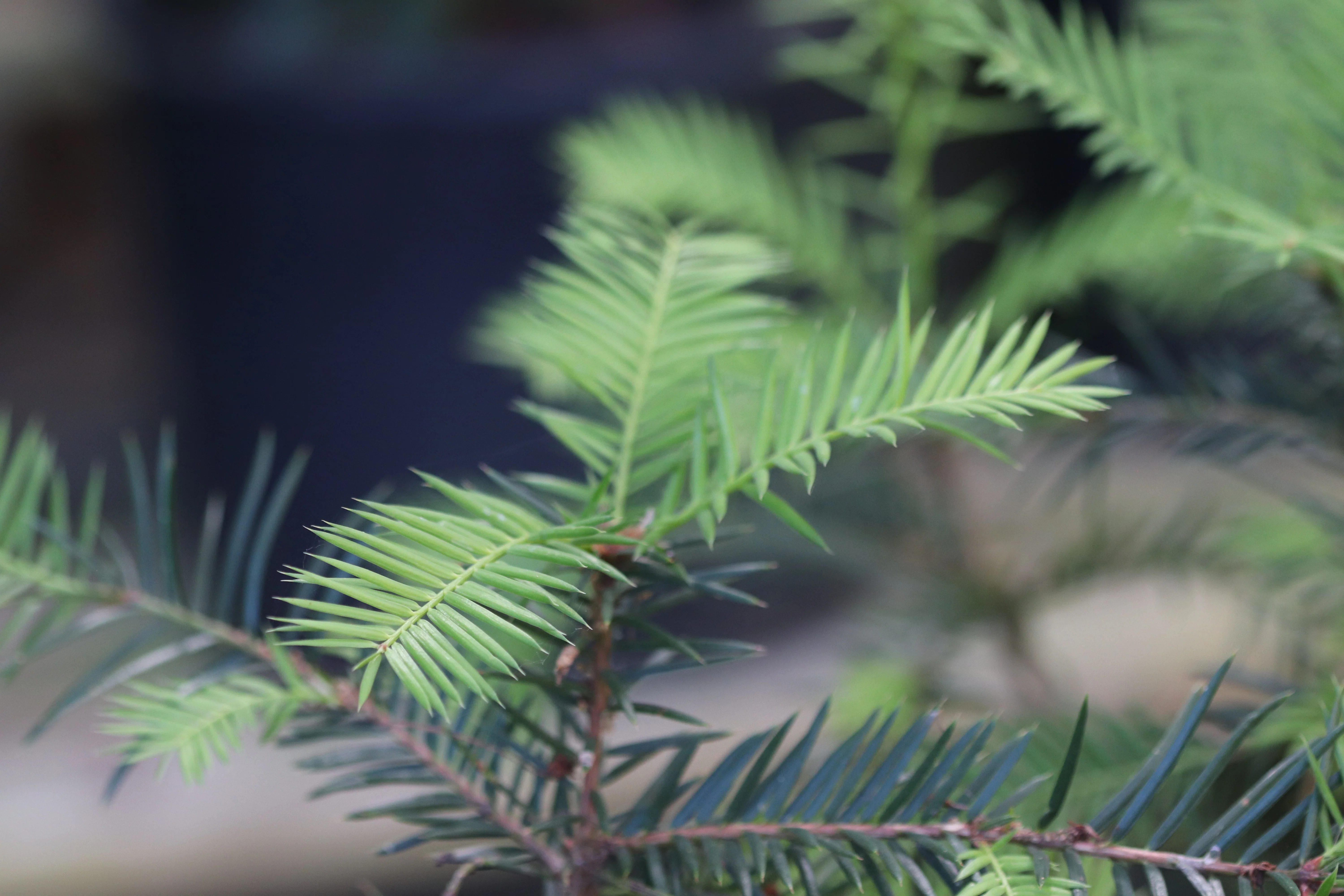 *RETAIL - Torreya californica