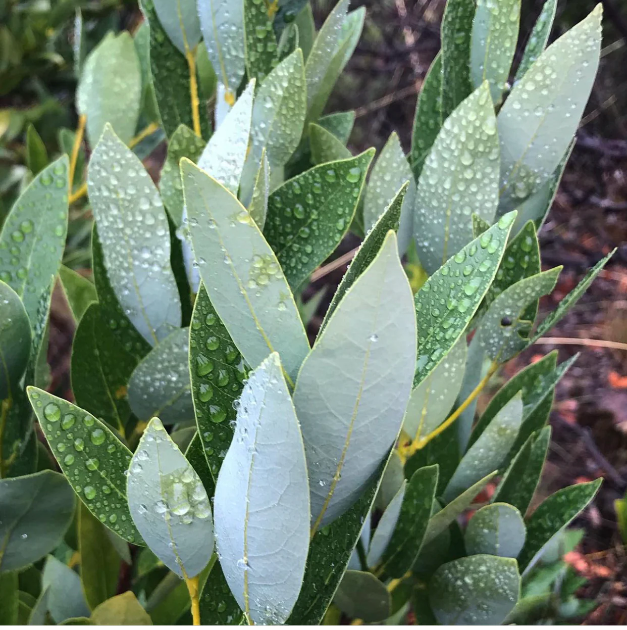 Umbellularia californica [Bowman Lake]