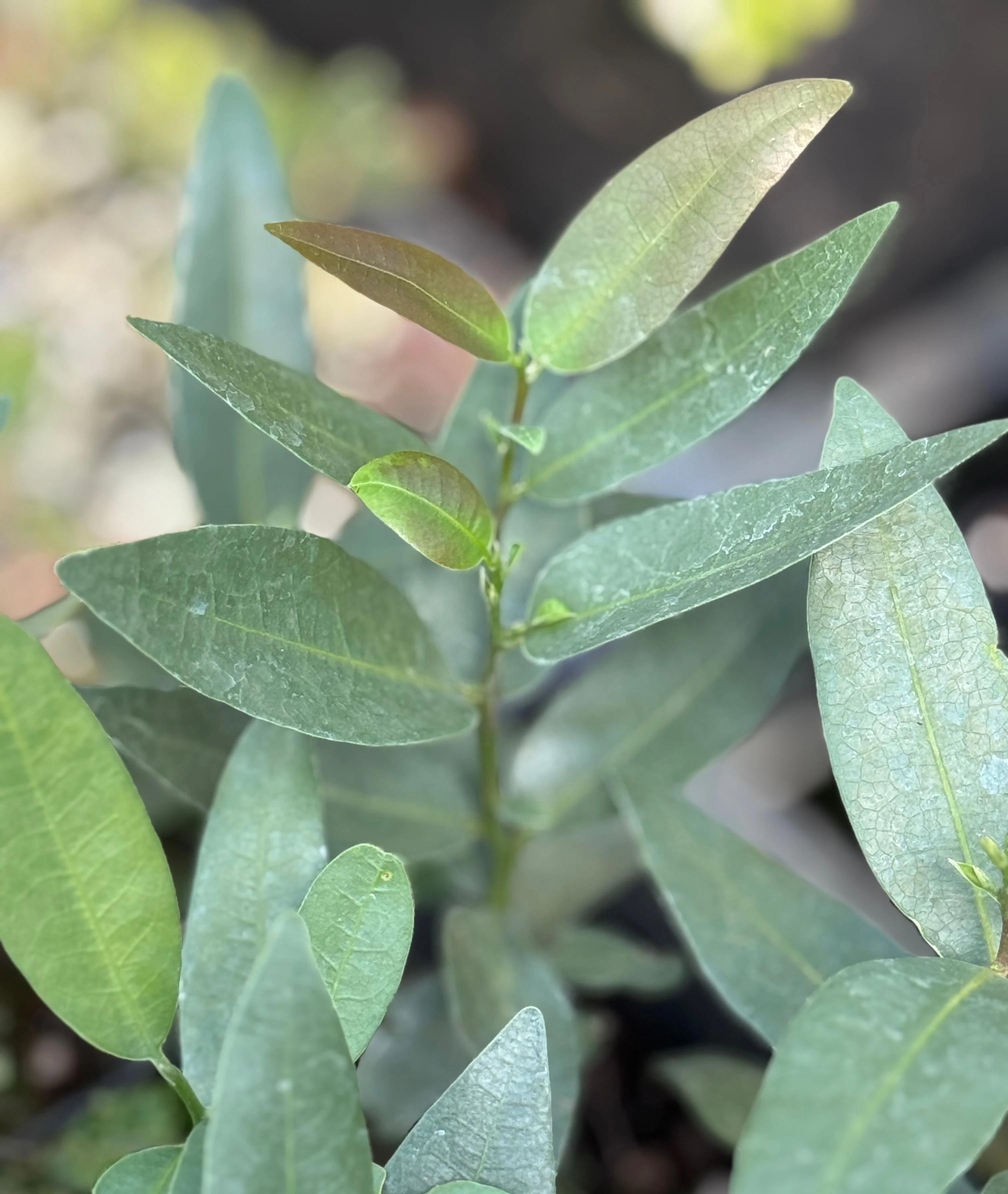 Umbellularia californica var. fresnensis [blue leaves]