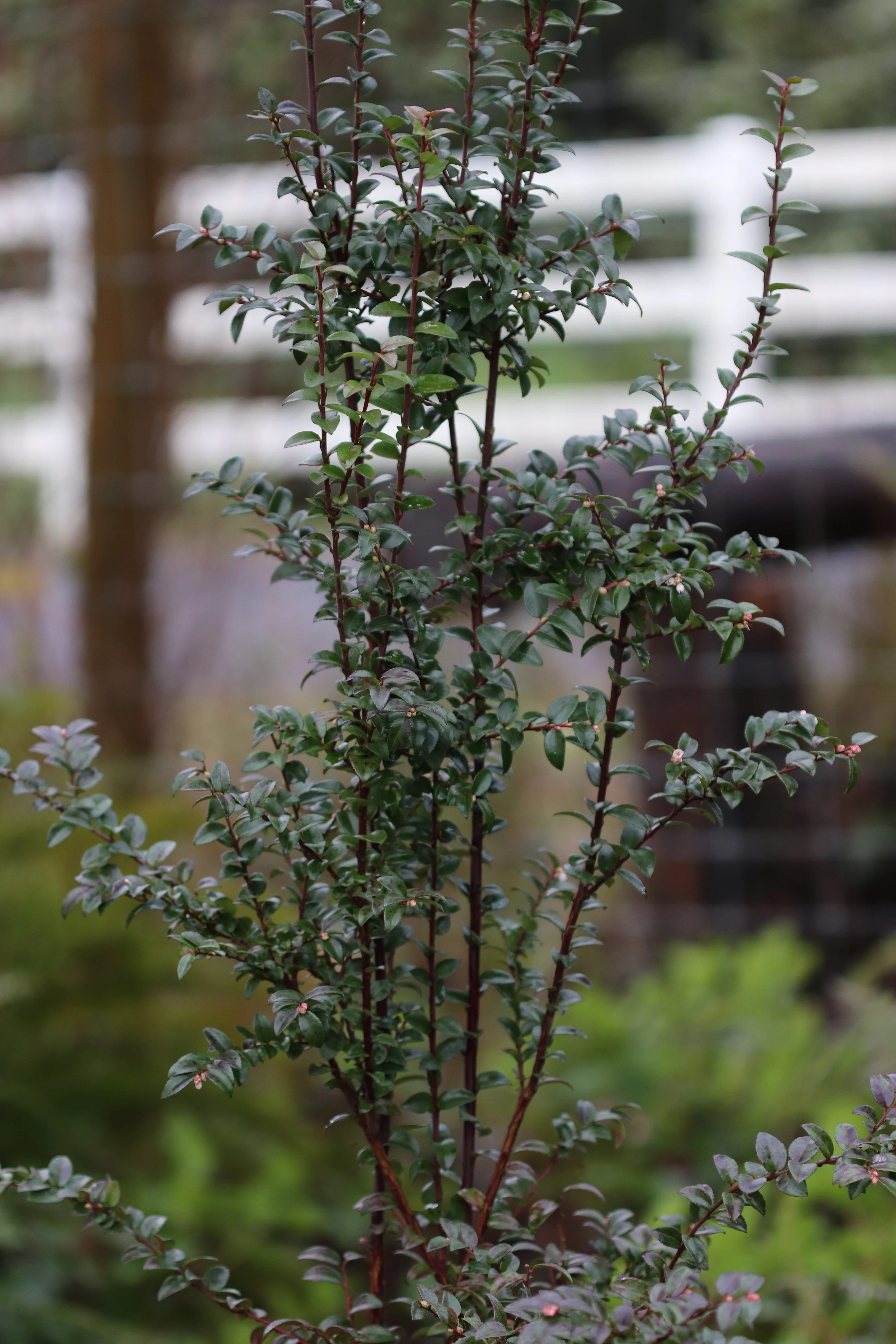 *RETAIL - Vaccinium ovatum - Image 2