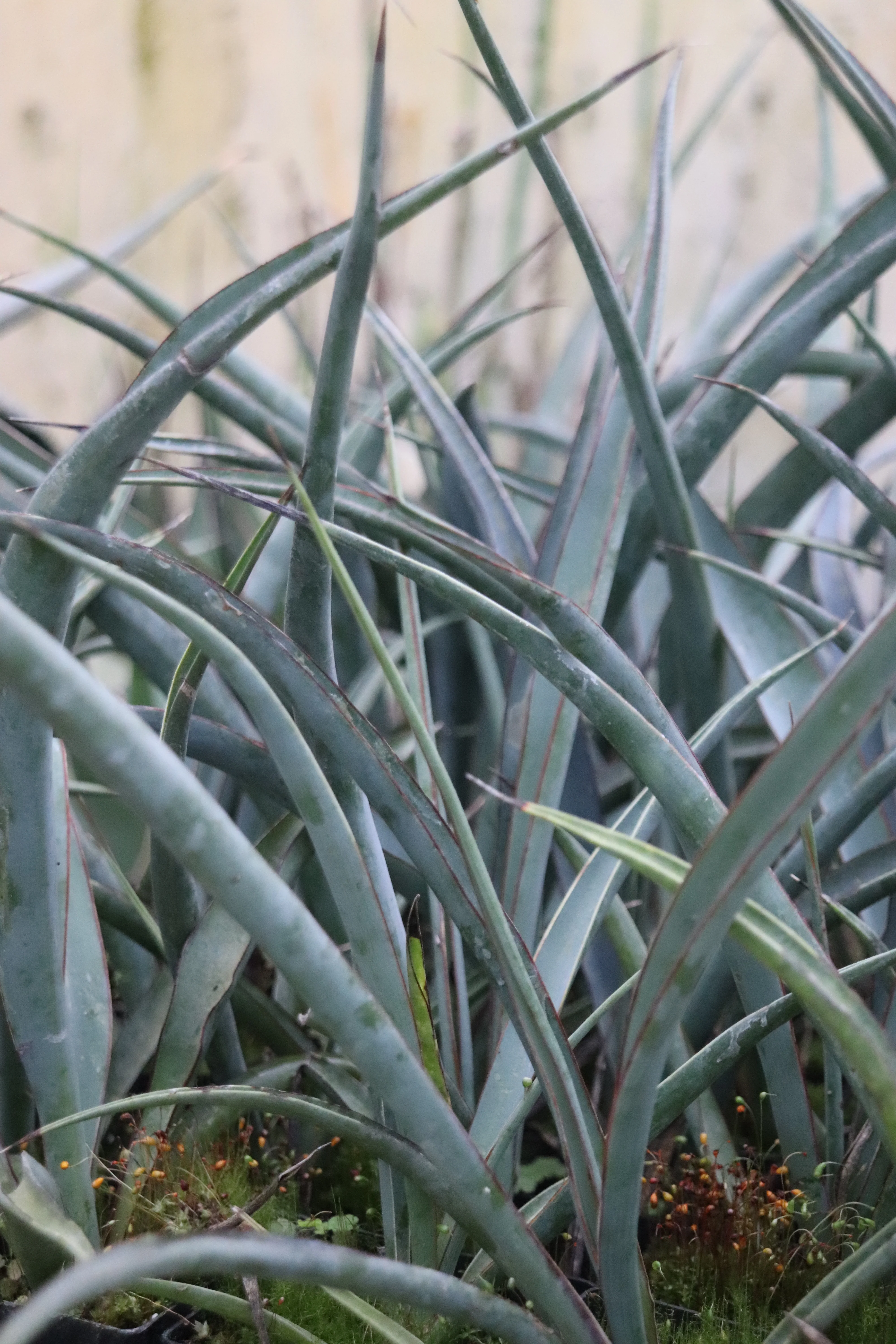 Yucca torreyi 'Pecos Blue'